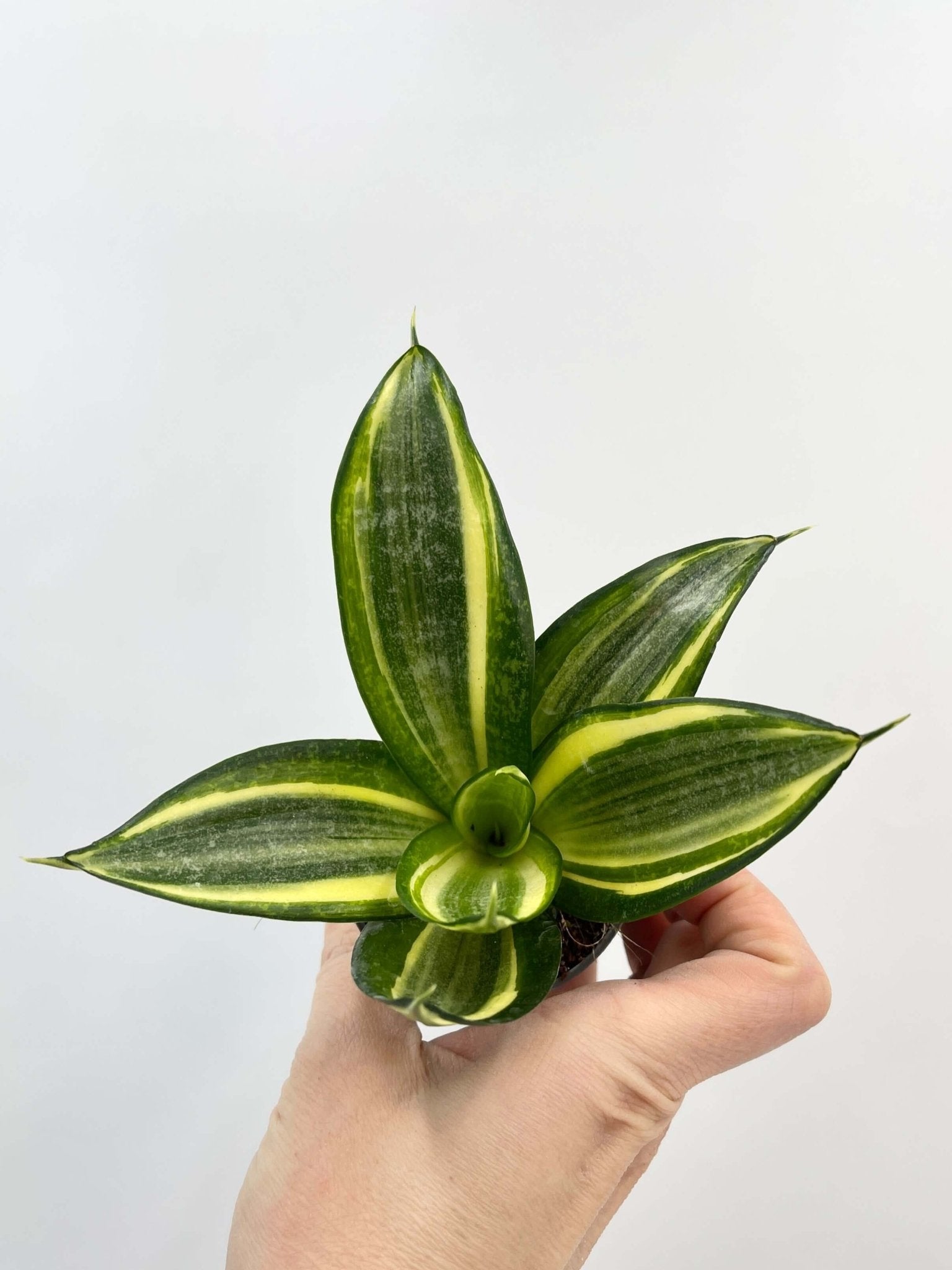 snake plant top view Snake Plant