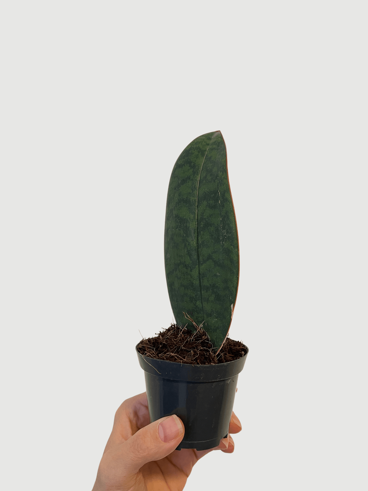 Sansevieria Masoniana Victoria Baby Plant | Rare Whale Fin Snake Plant | Rebel Plants UK - Rebel Plants