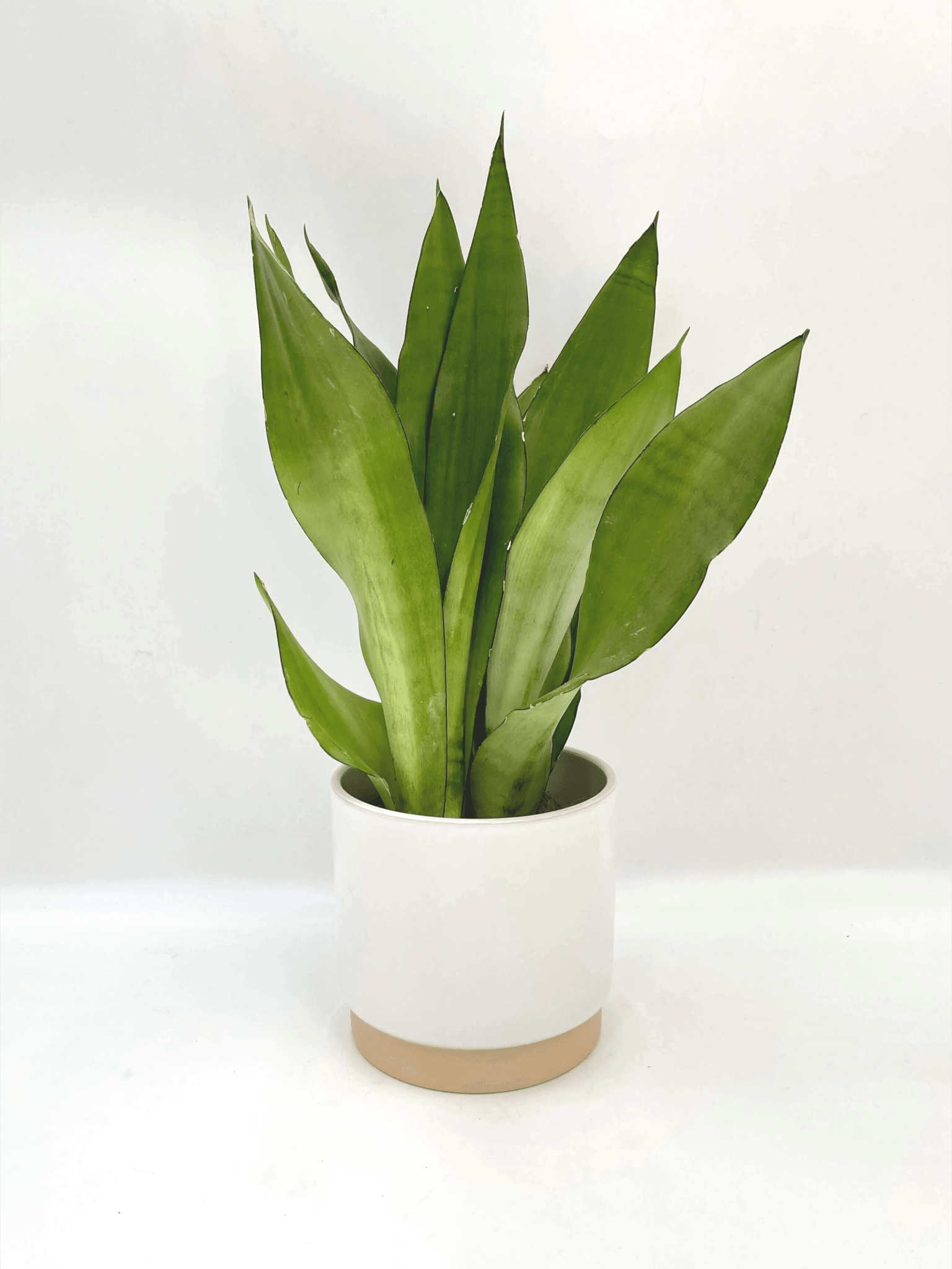 Sansevieria Moonshine, Snake Plant, Mother-in-Law's Tongue