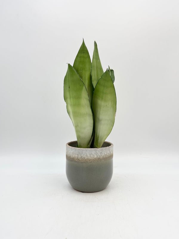 Sansevieria Moonshine, Snake Plant, Mother-in-Law's Tongue