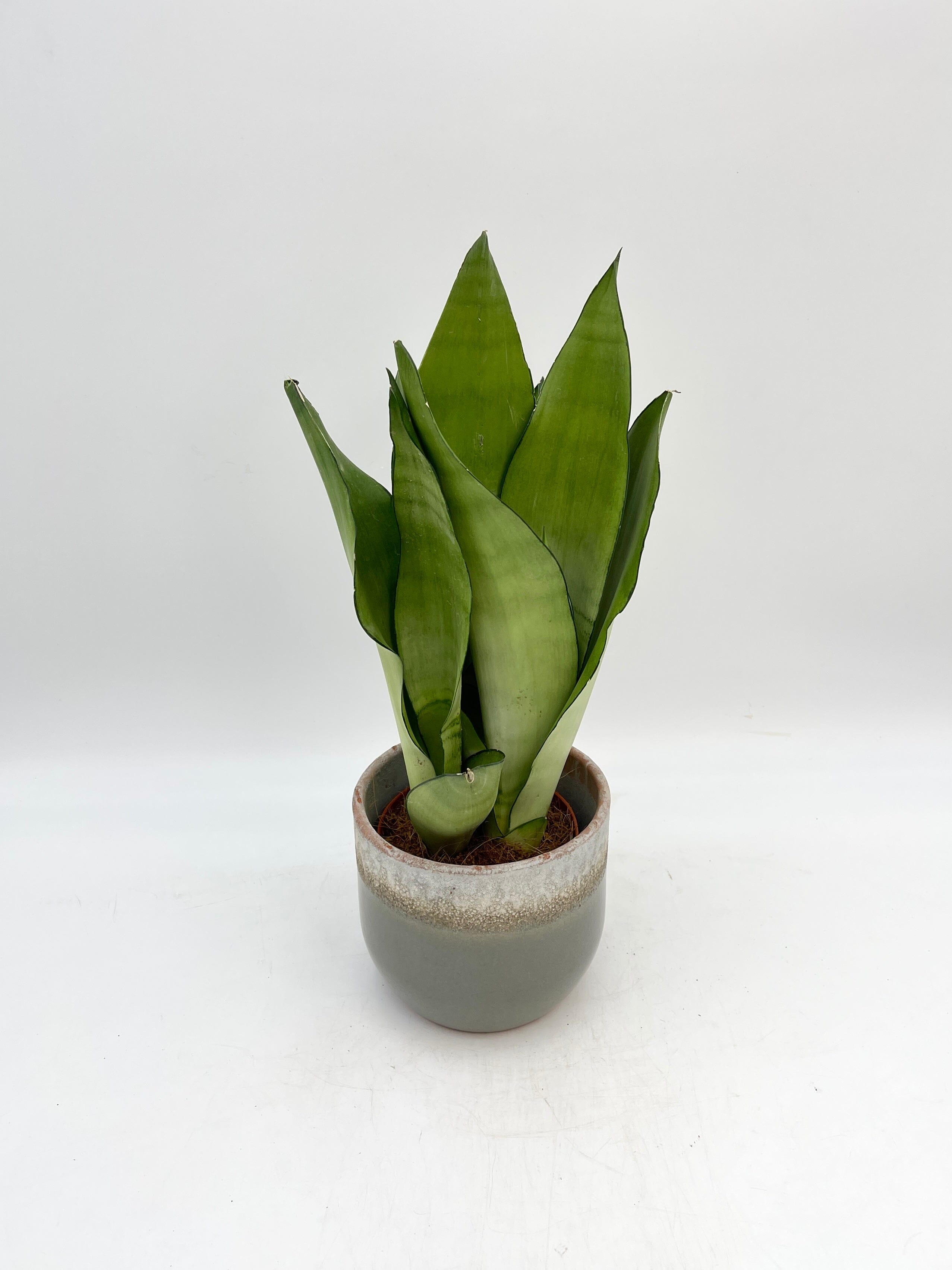 Sansevieria Moonshine, Snake Plant, Mother-in-Law's Tongue