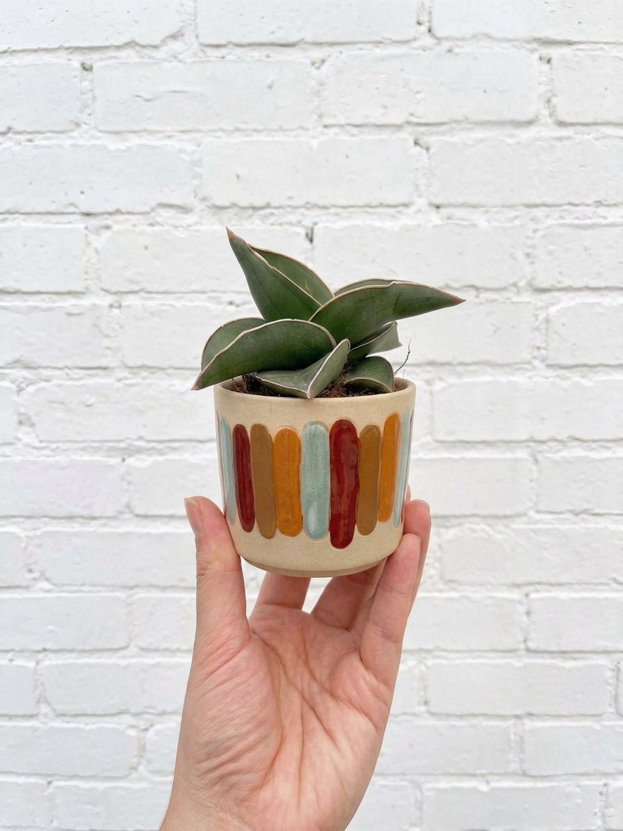 Sansevieria Samurai, Snake Plant, Easy Care House Plant, Air purifier plant - Rebel Plants