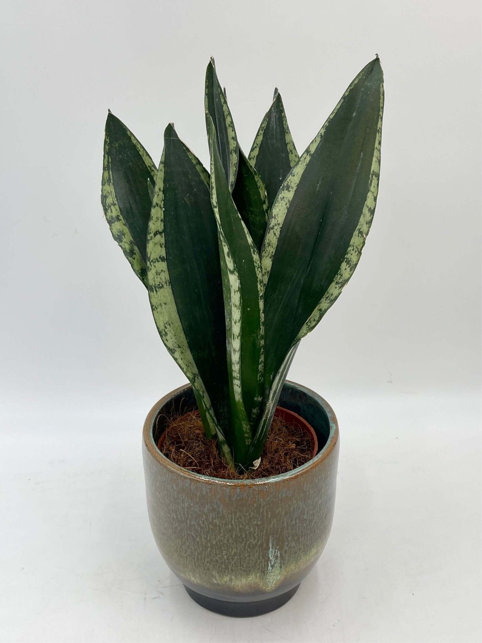 Sansevieria, Silver Flame, Snake Plant, Easy Care Houseplant, Air purifying plant