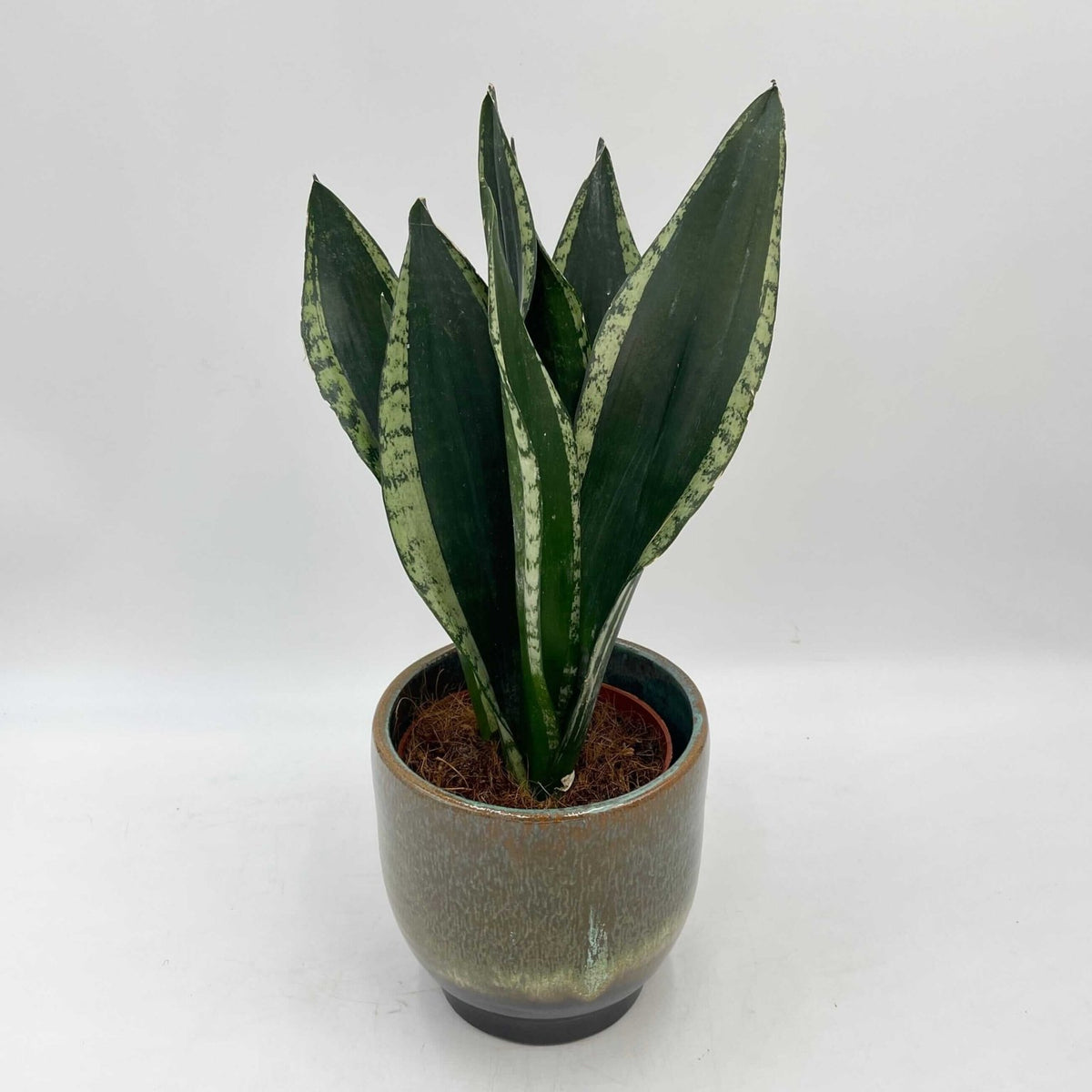 silver snake plant care Snake Plant