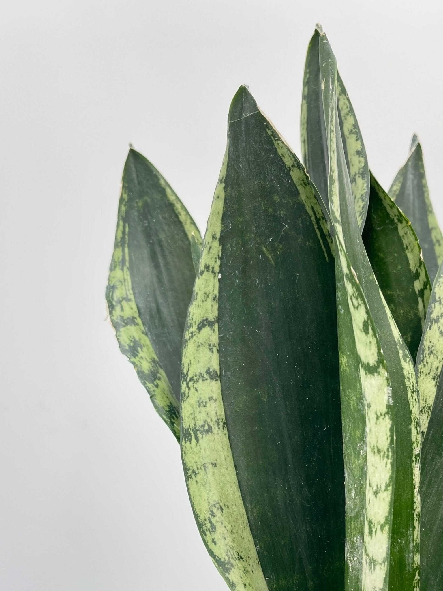 Sansevieria, Silver Flame, Snake Plant, Easy Care Houseplant, Air purifying plant