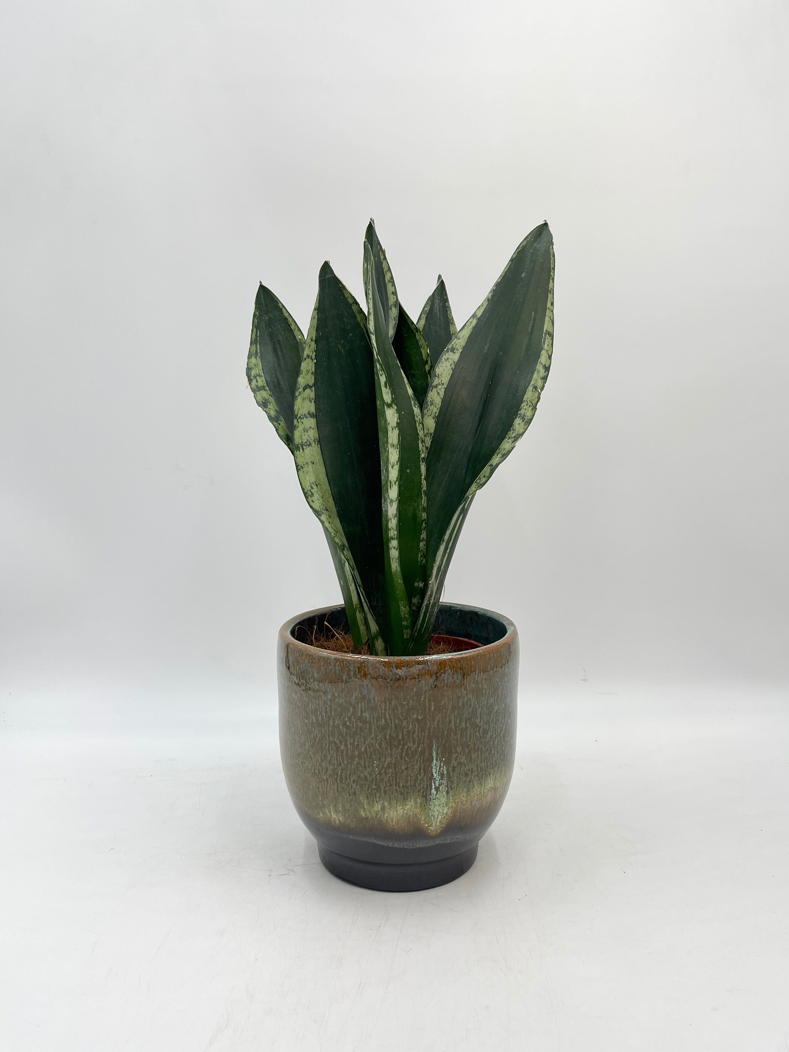 Sansevieria, Silver Flame, Snake Plant