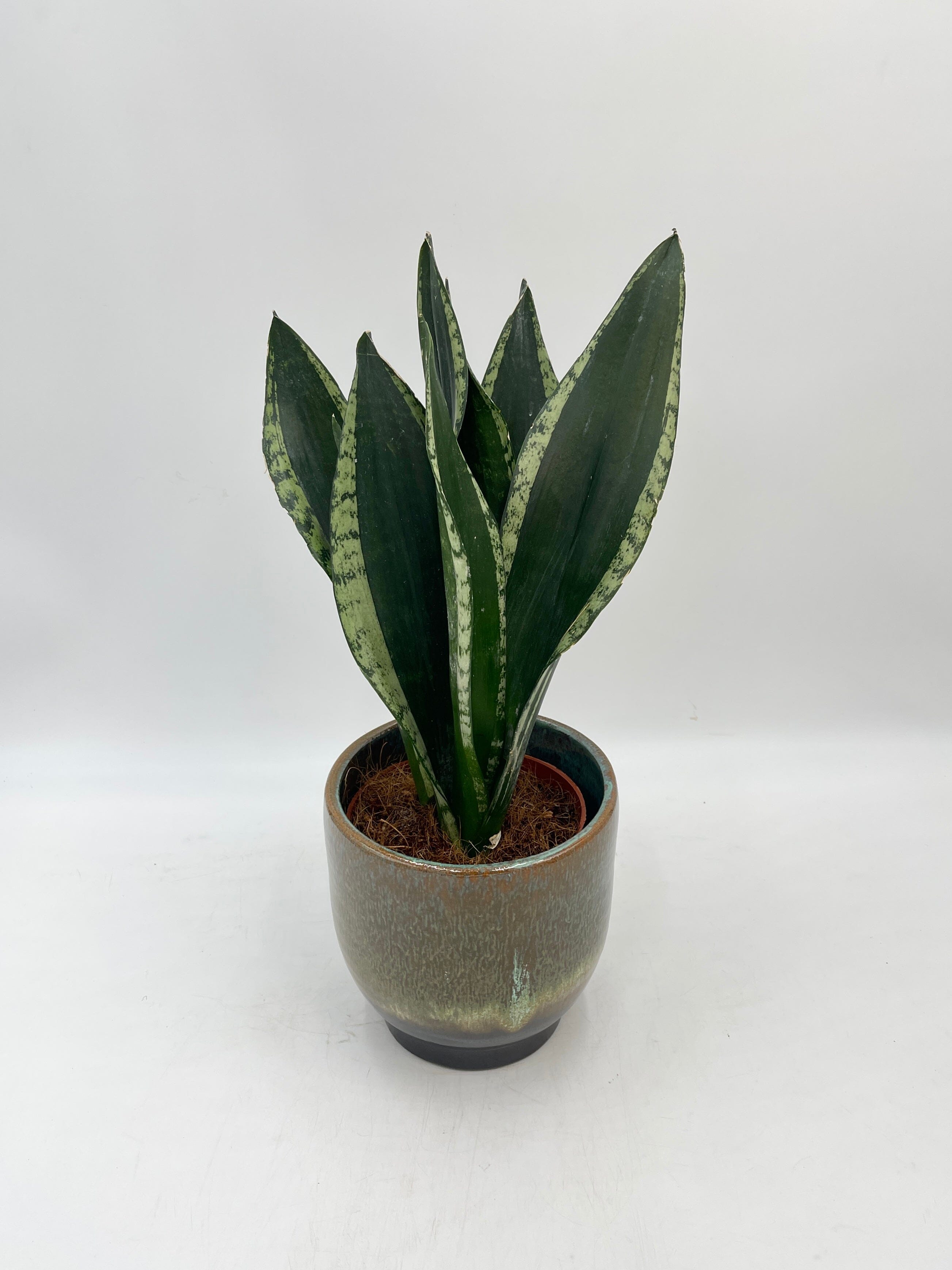 Sansevieria, Silver Flame, Snake Plant