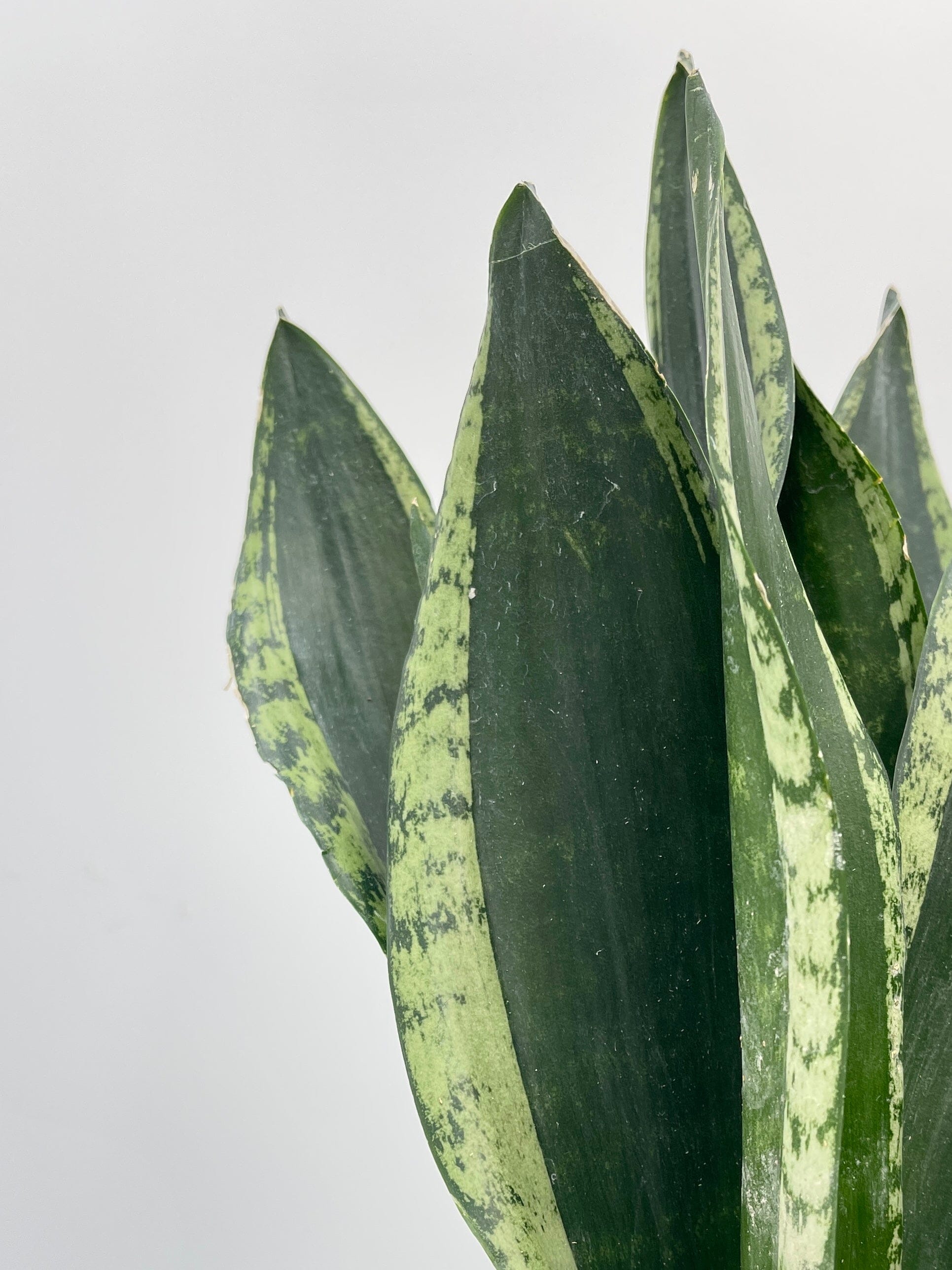 Sansevieria, Silver Flame, Snake Plant