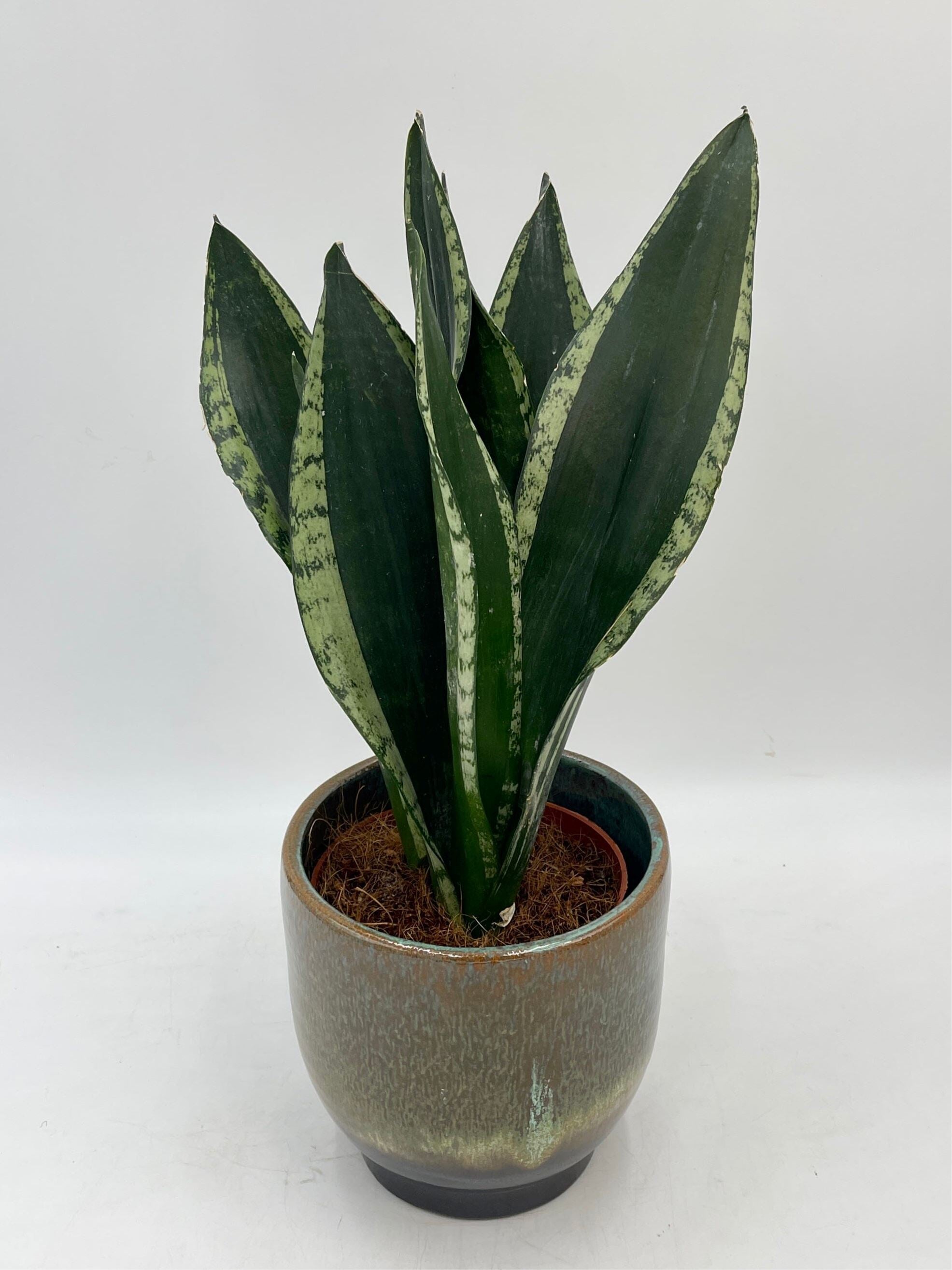 Sansevieria, Silver Flame, Snake Plant