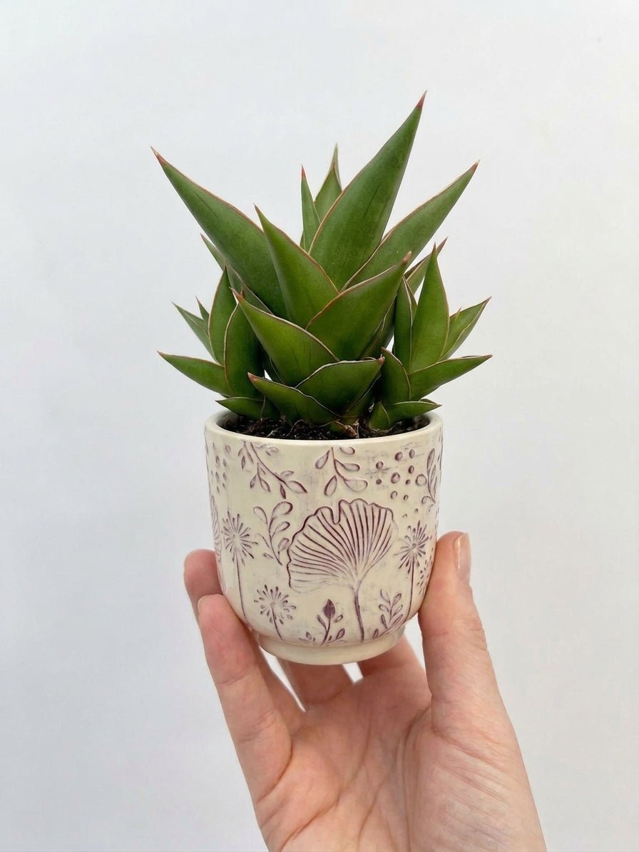 Sansevieria Temple Crown, Snake Plant, Hardy Houseplant, Air purifying plant - Rebel Plants