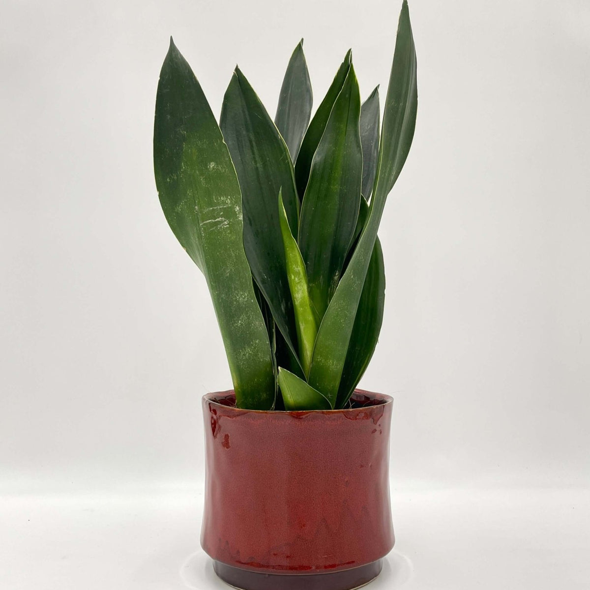 Snake Plant