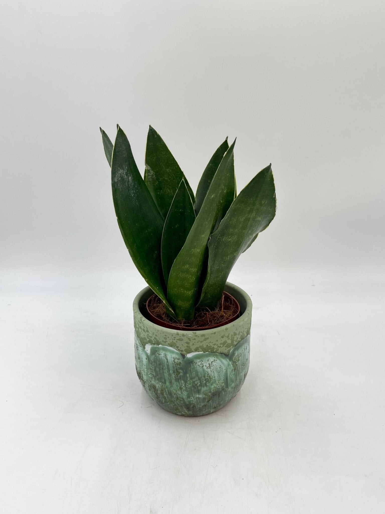 Sansevieria Trifasciata, Black Diamond, Easy Care Snake Plant, Air purifying plant