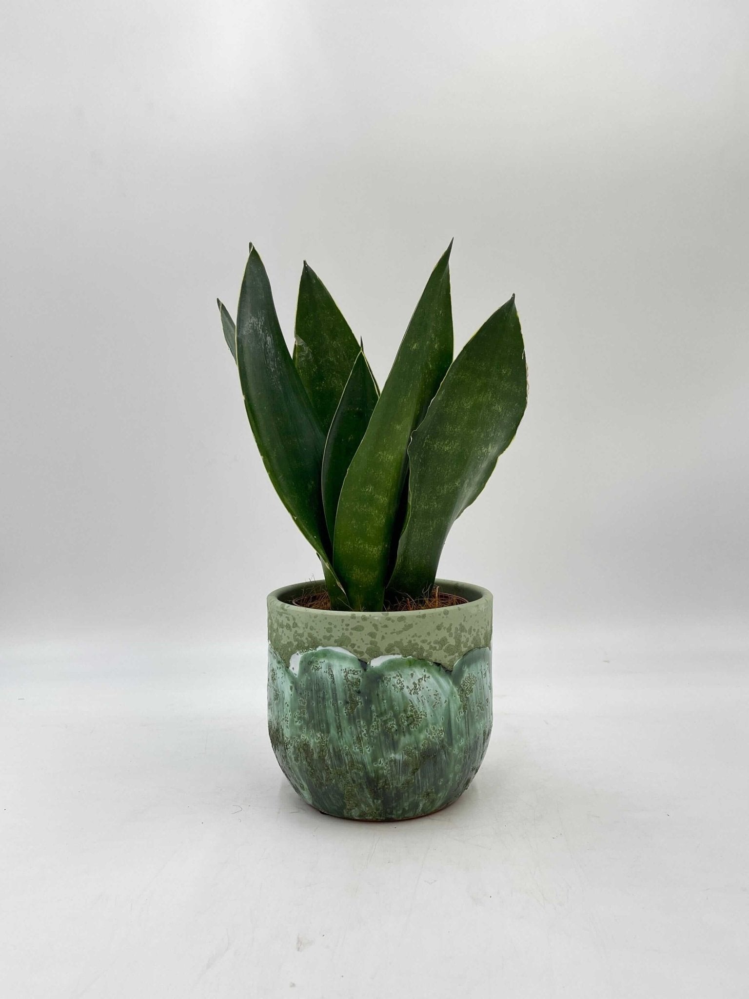 Sansevieria Trifasciata, Black Diamond, Easy Care Snake Plant, Air purifying plant