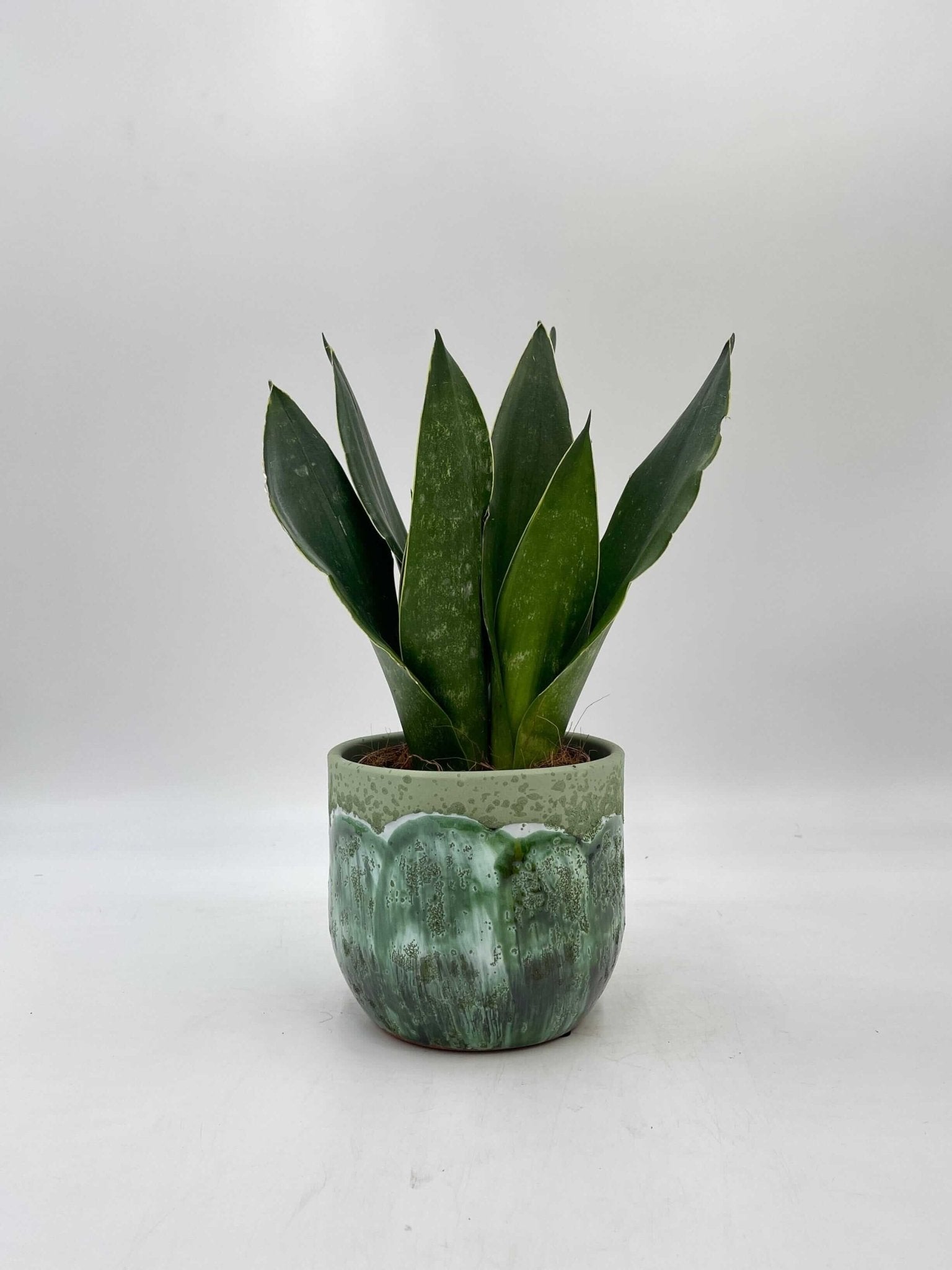 Sansevieria Trifasciata, Black Diamond, Easy Care Snake Plant, Air purifying plant