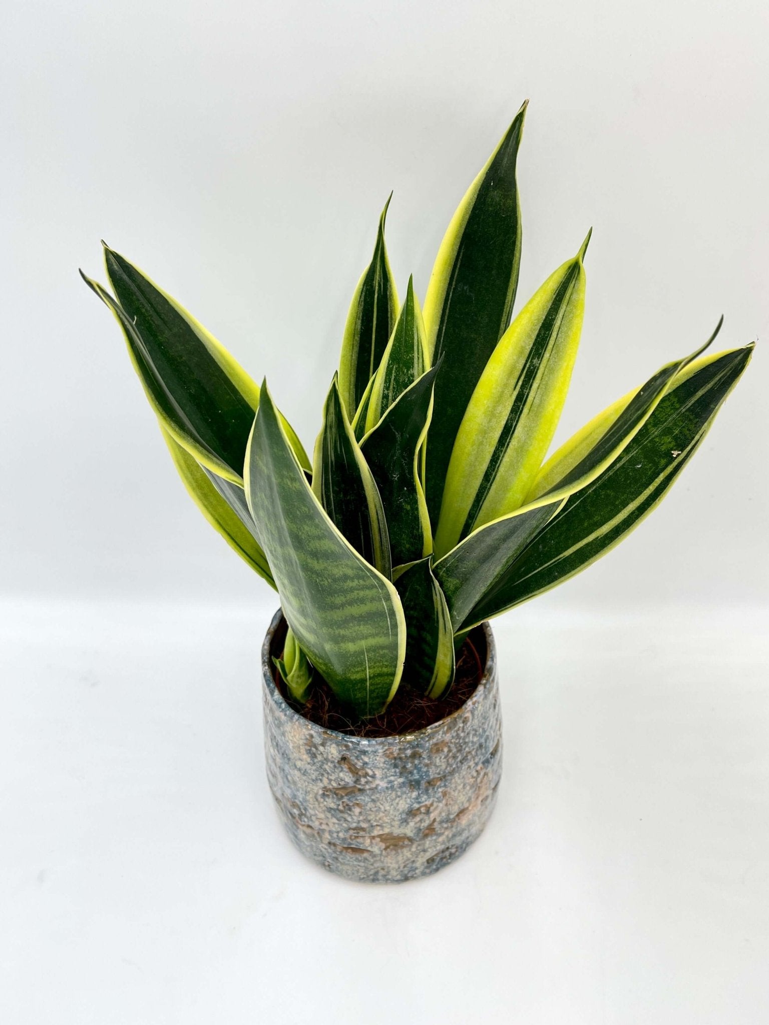 Sansevieria Trifasciata Canary – Snake Plant | Easy-Care Indoor Plant