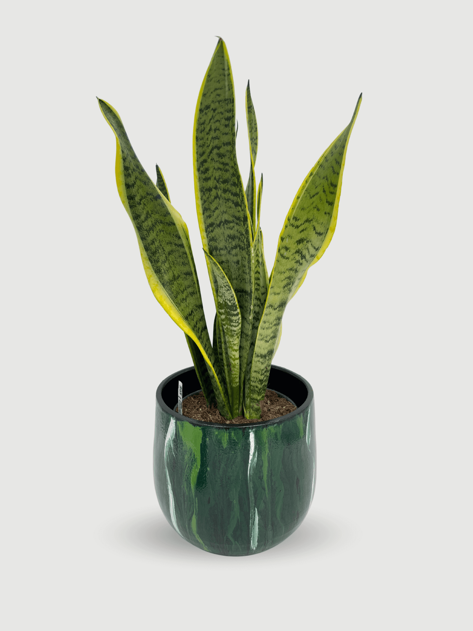 buy large snake plant uk Large Snake Plant