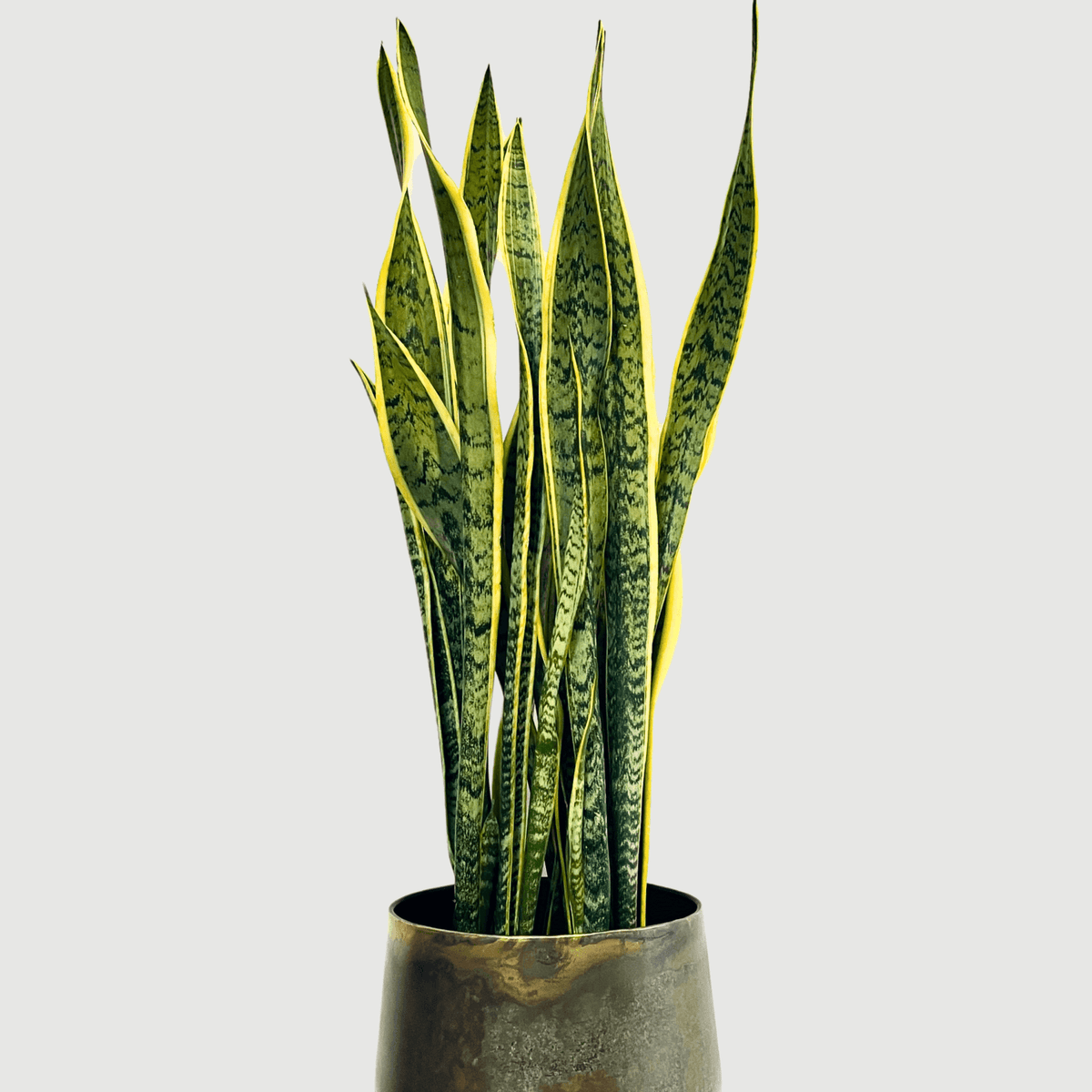 buy large snake plant uk Large Snake Plant