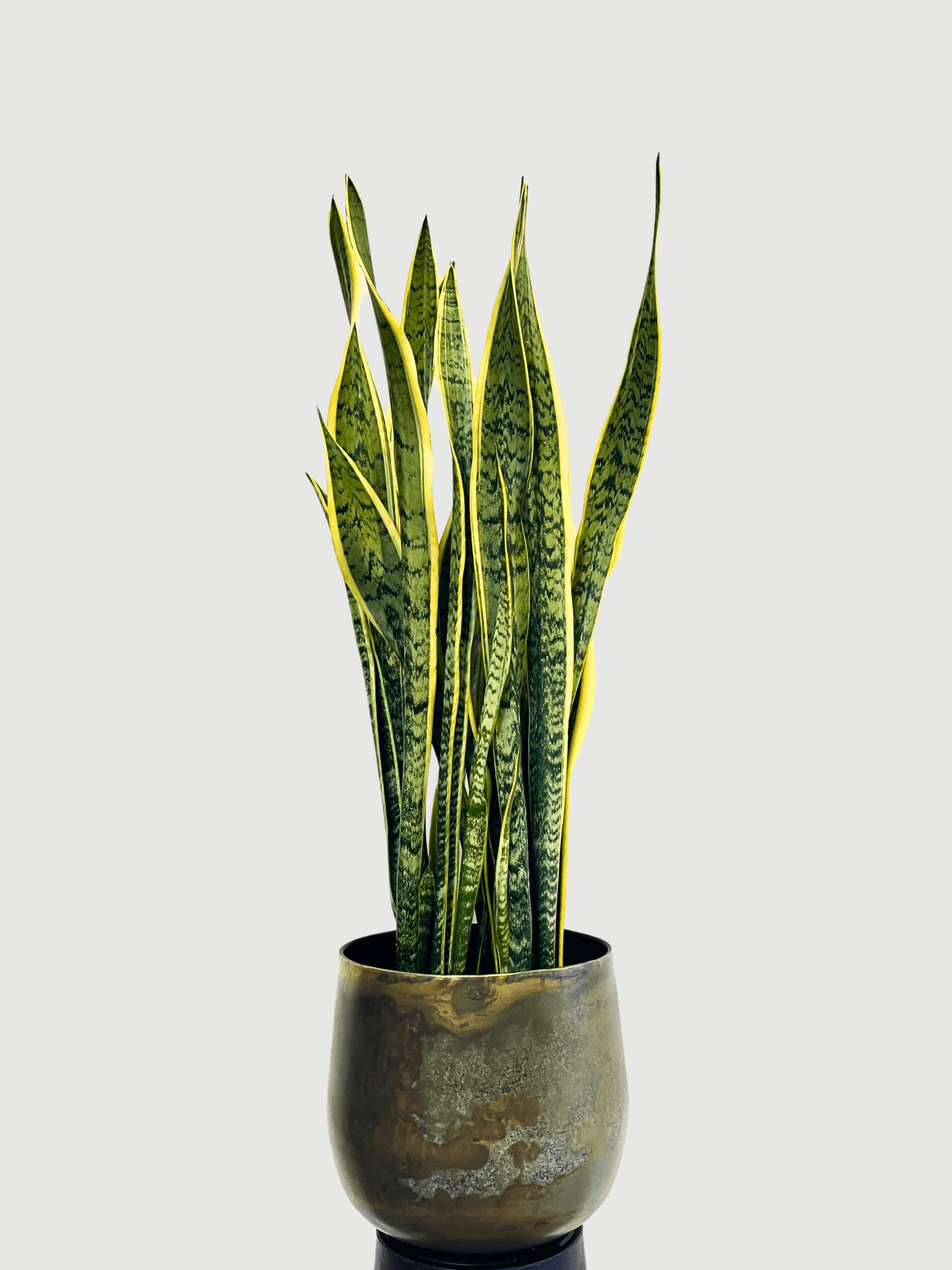 Sansevieria Laurentii, Large Snake Plant, Easy Care Houseplant, 100-110cm, Air purifying plant