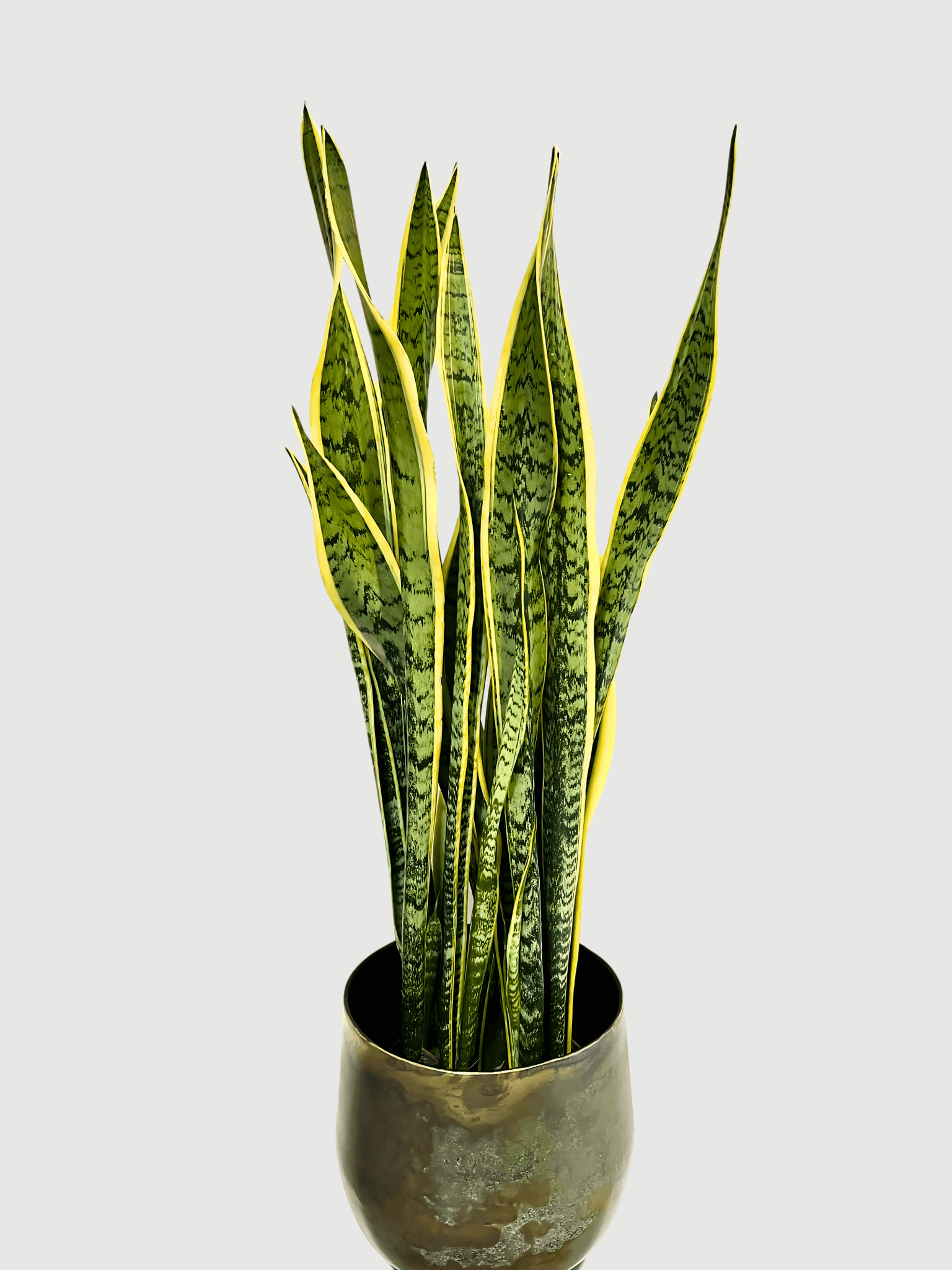 Sansevieria Laurentii, Large Snake Plant, Easy Care Houseplant, 100-110cm, Air purifying plant