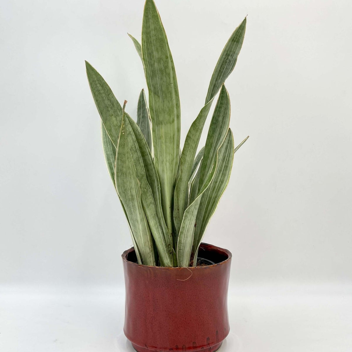 Snake Plant
