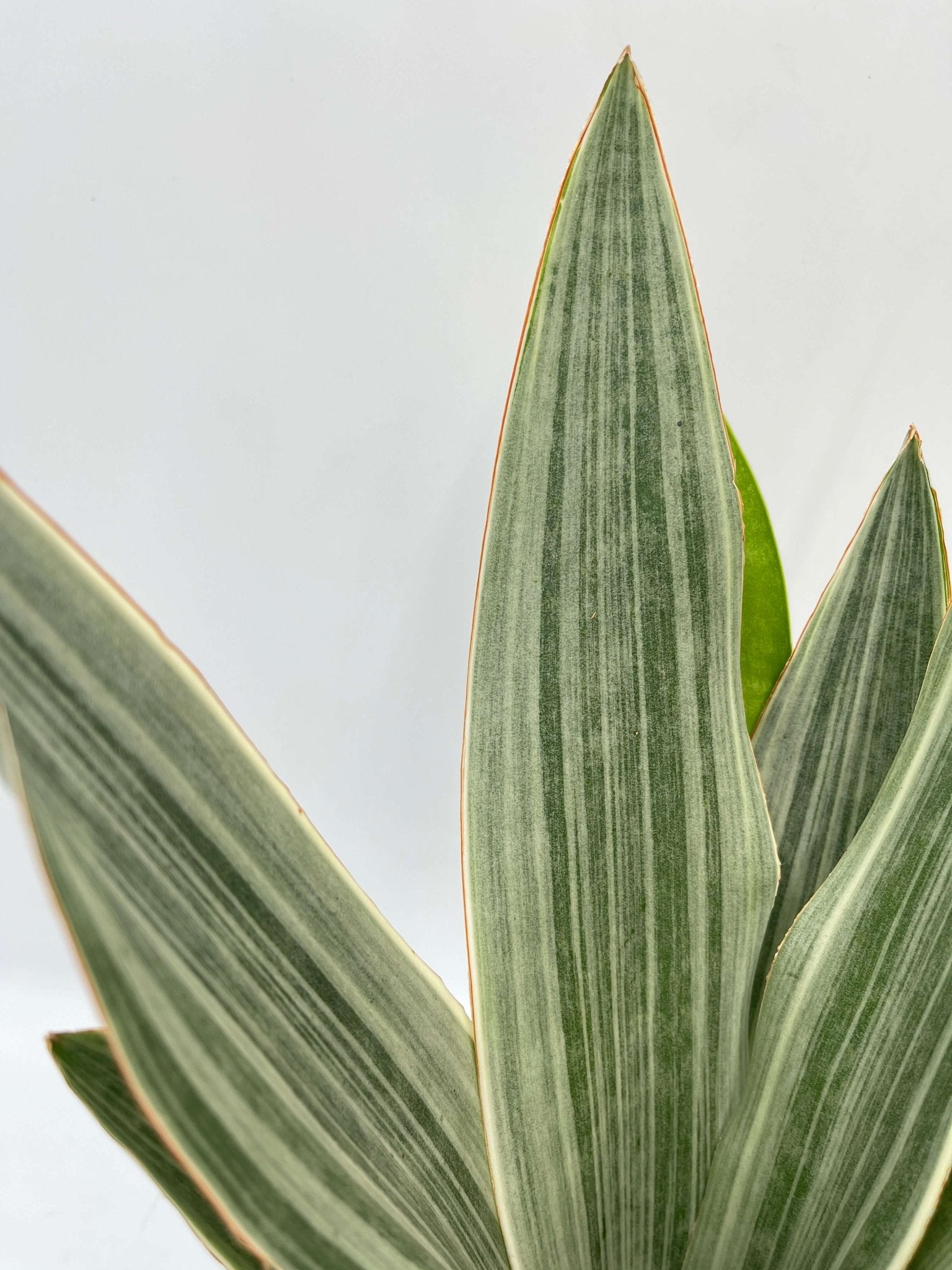 Sansevieria Trifasciata Metallica, Snake Plant, Low Maintenance Houseplant, Air purifying plant