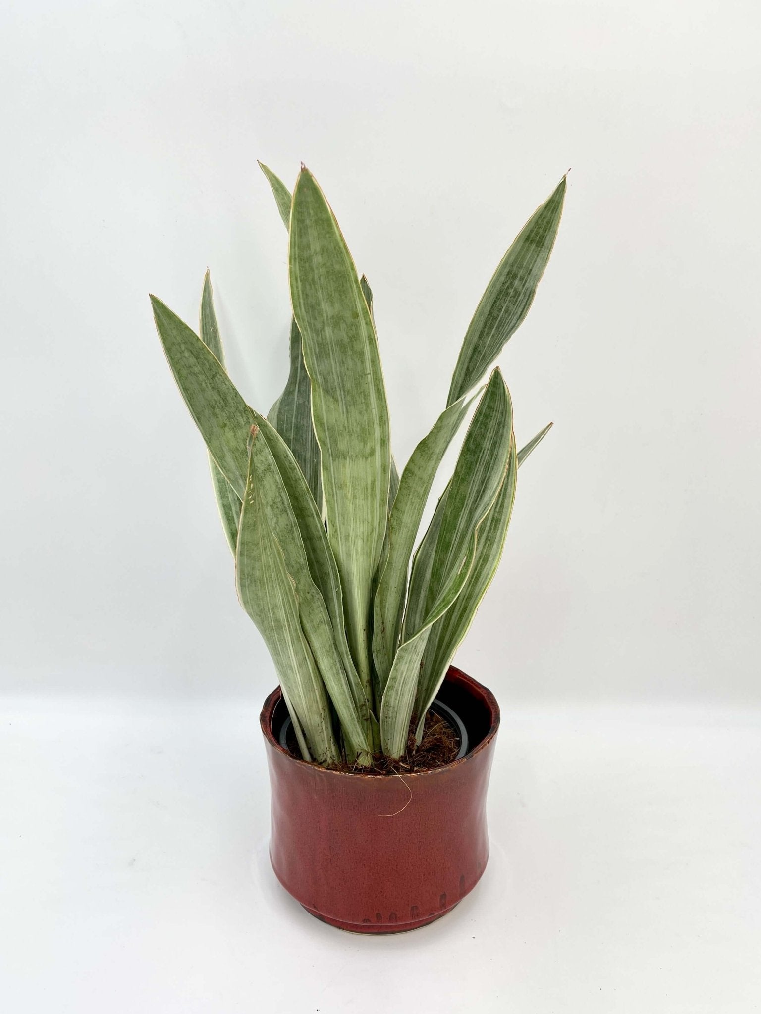 Sansevieria Trifasciata Metallica, Snake Plant, Low Maintenance Houseplant, Air purifying plant