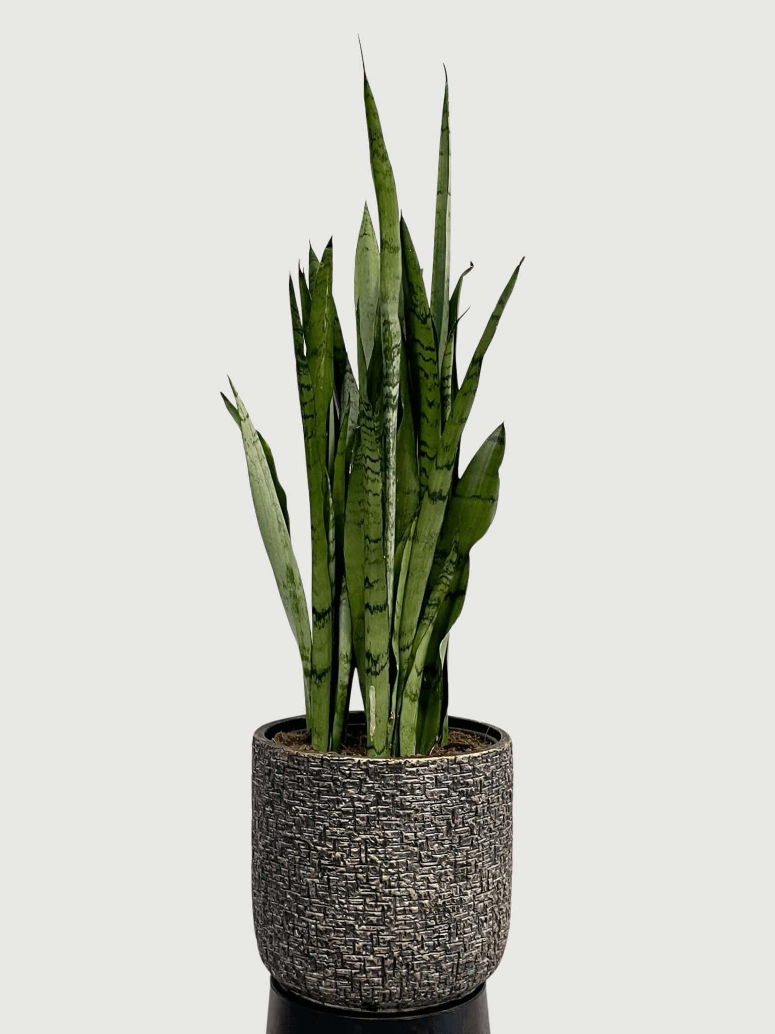 snake plant mist Large snake plant