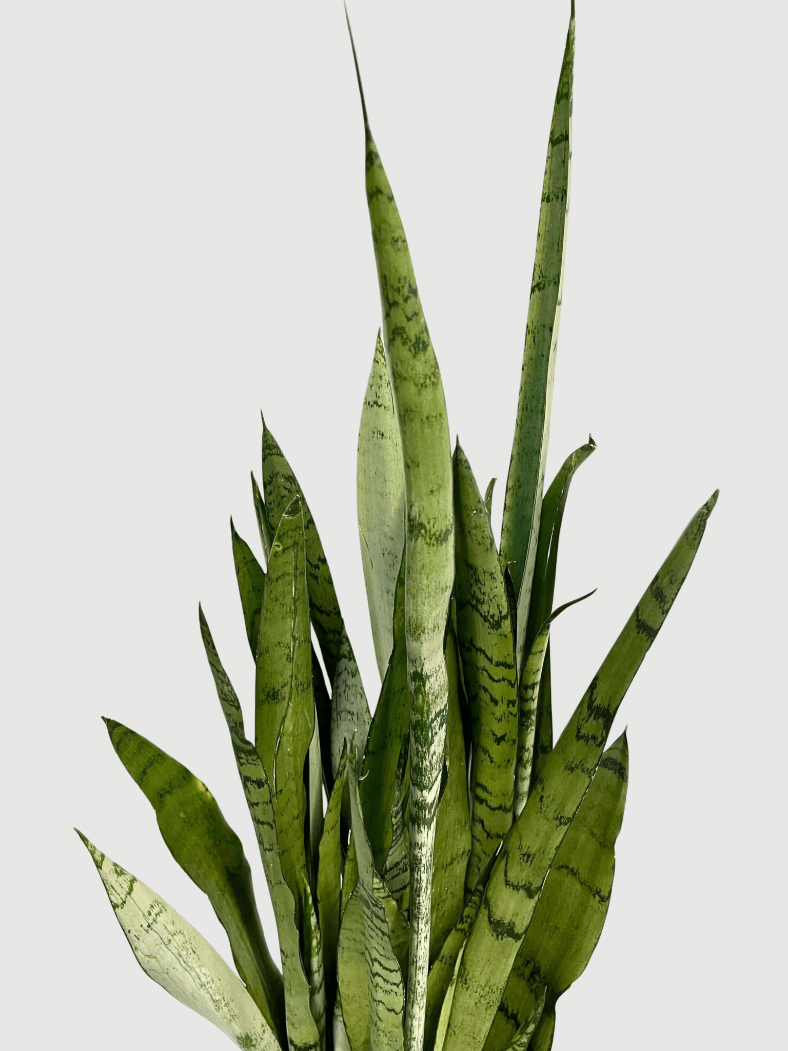 Sansevieria_trifasciata_Silver_Mist_90cm_Hardy_Houseplant_Air_purifying_plant