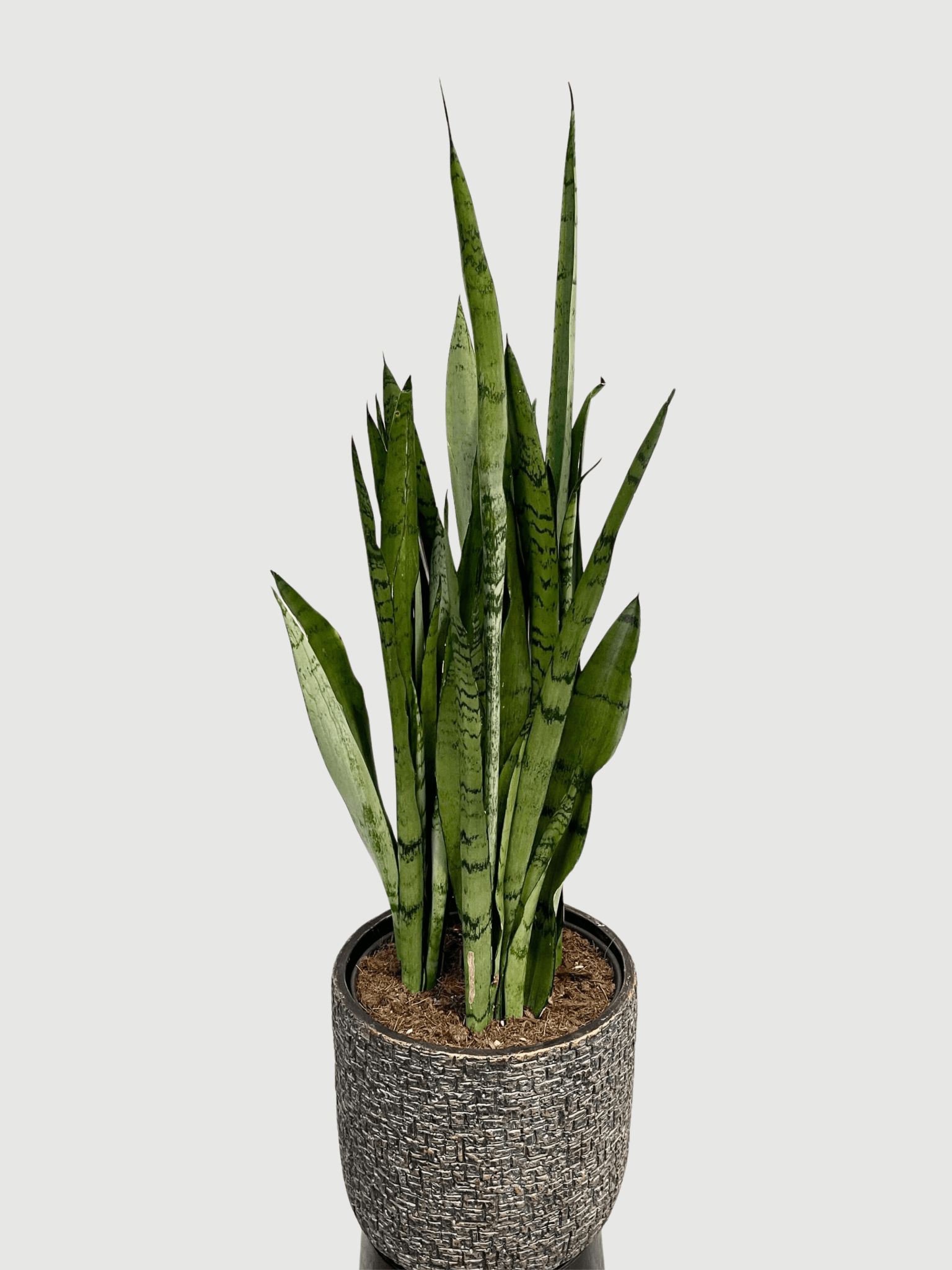 Sansevieria_trifasciata_Silver_Mist_90cm_Hardy_Houseplant_Air_purifying_plant