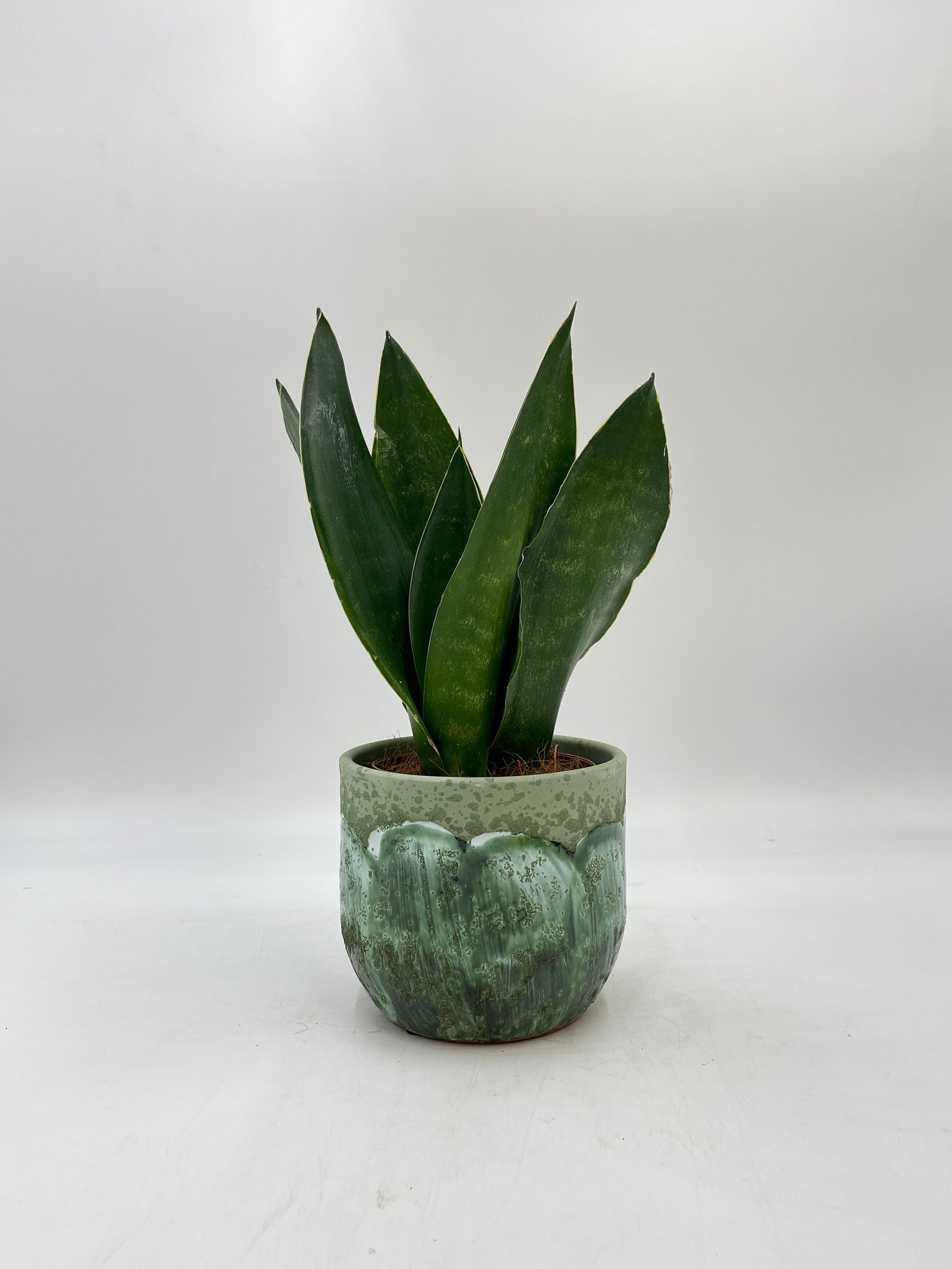 Sansevieria trifasciata, Snake Plant, Black Diamond