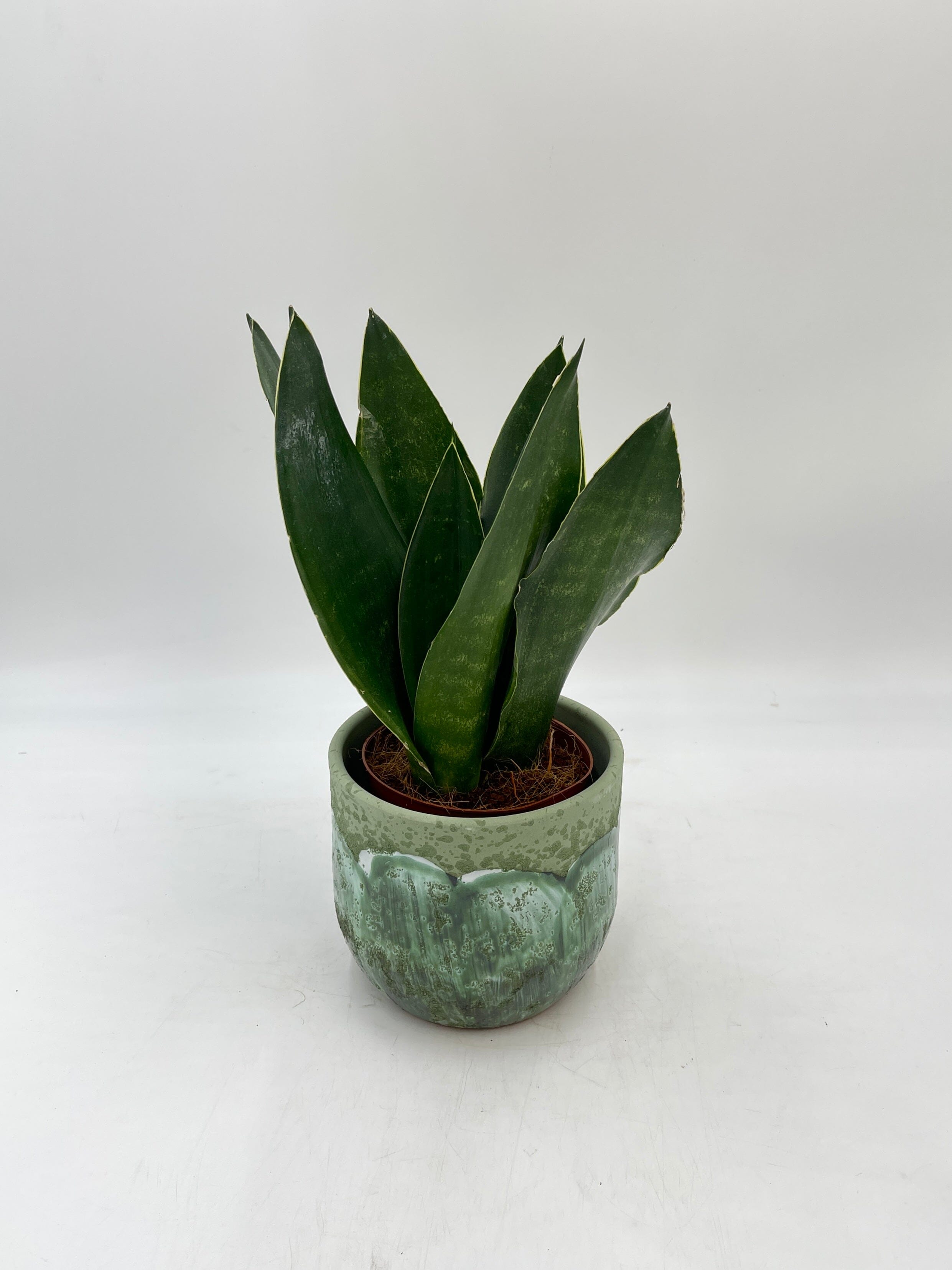 Sansevieria trifasciata, Snake Plant, Black Diamond