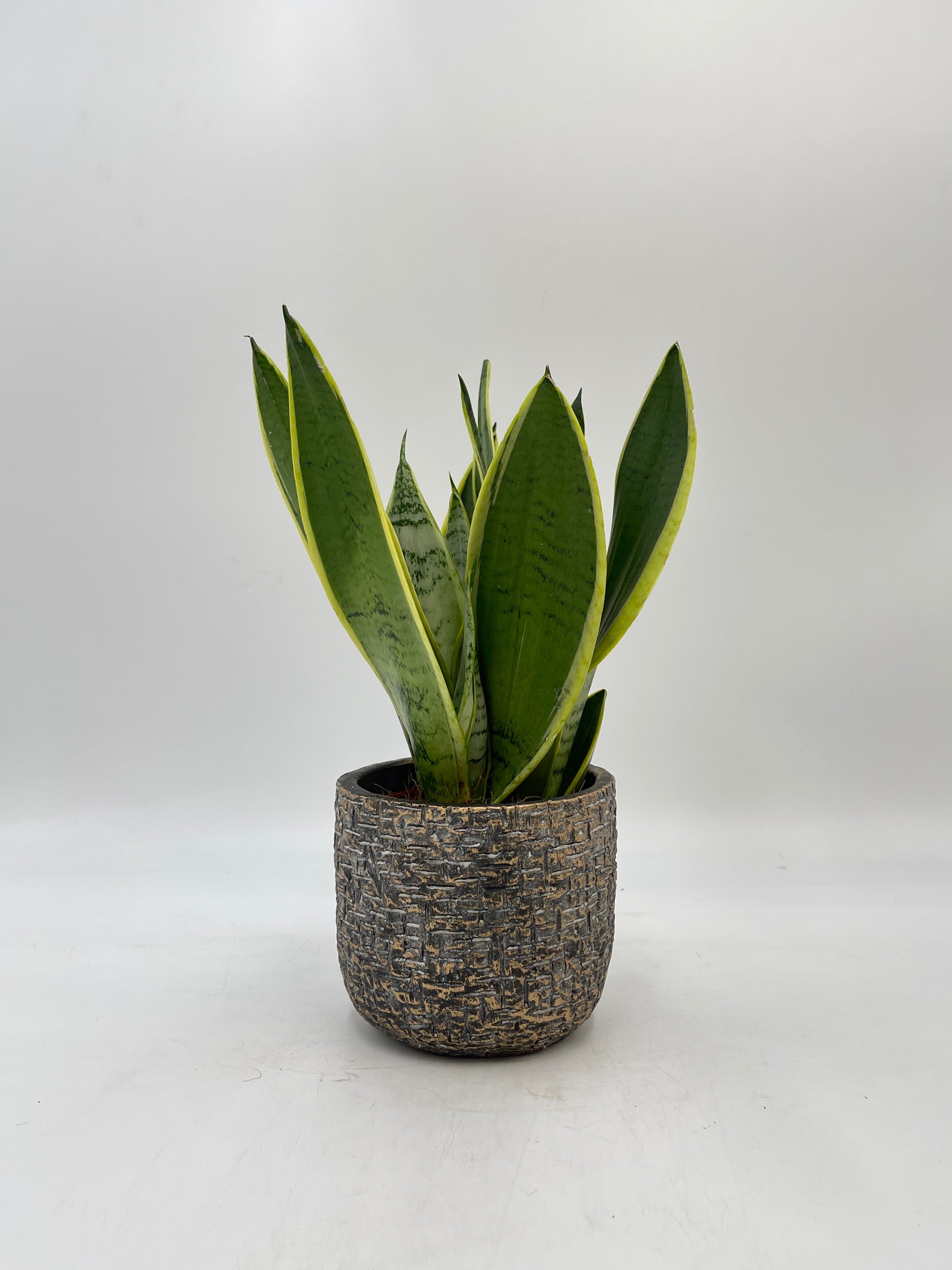 Sansevieria Trifasciata, Snake Plant, Snow White