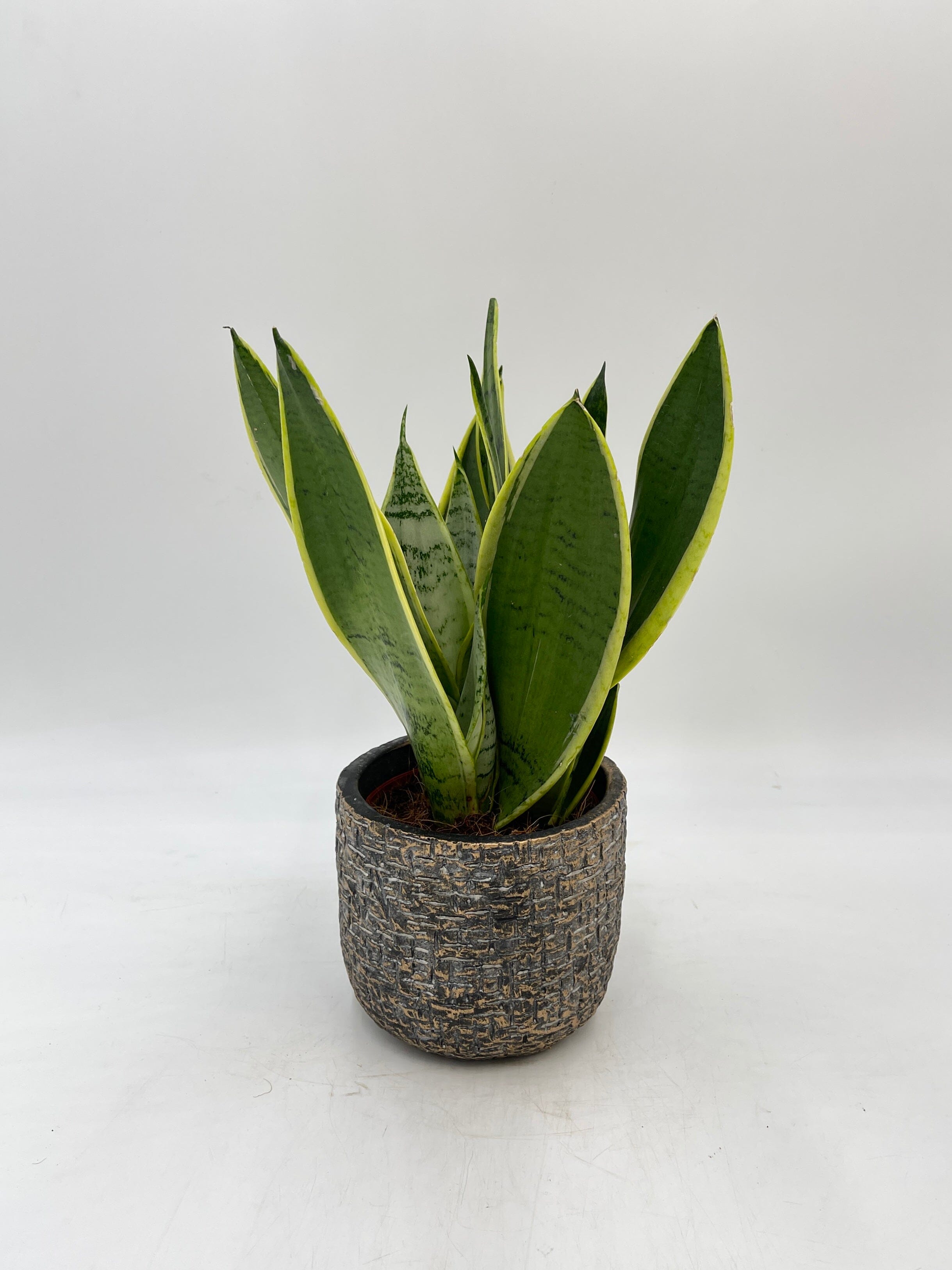 Sansevieria Trifasciata, Snake Plant, Snow White