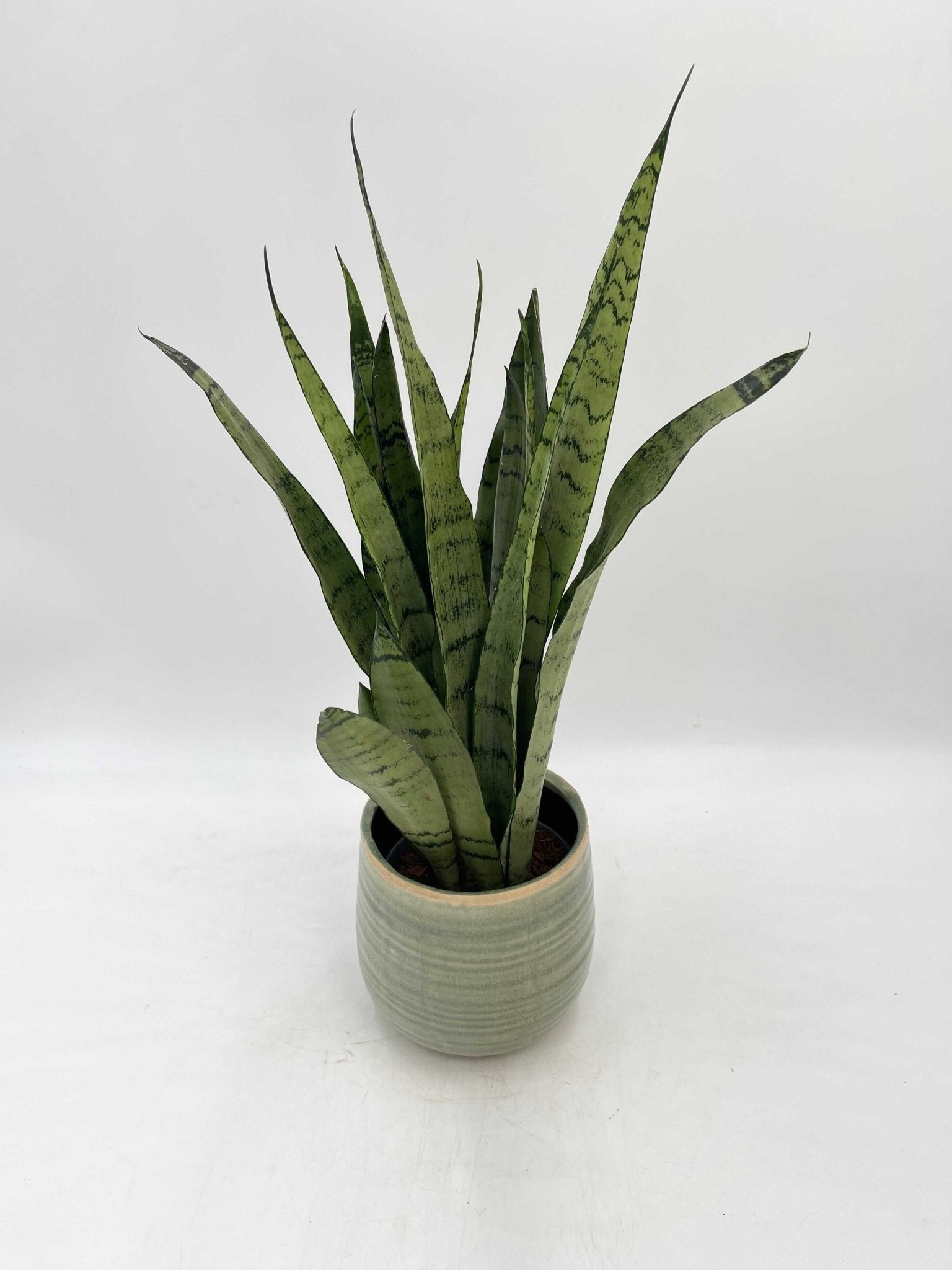 Sansevieria Trifasciata Spearmint, Snake Plant, Easy Care Plant, Air purifying plant
