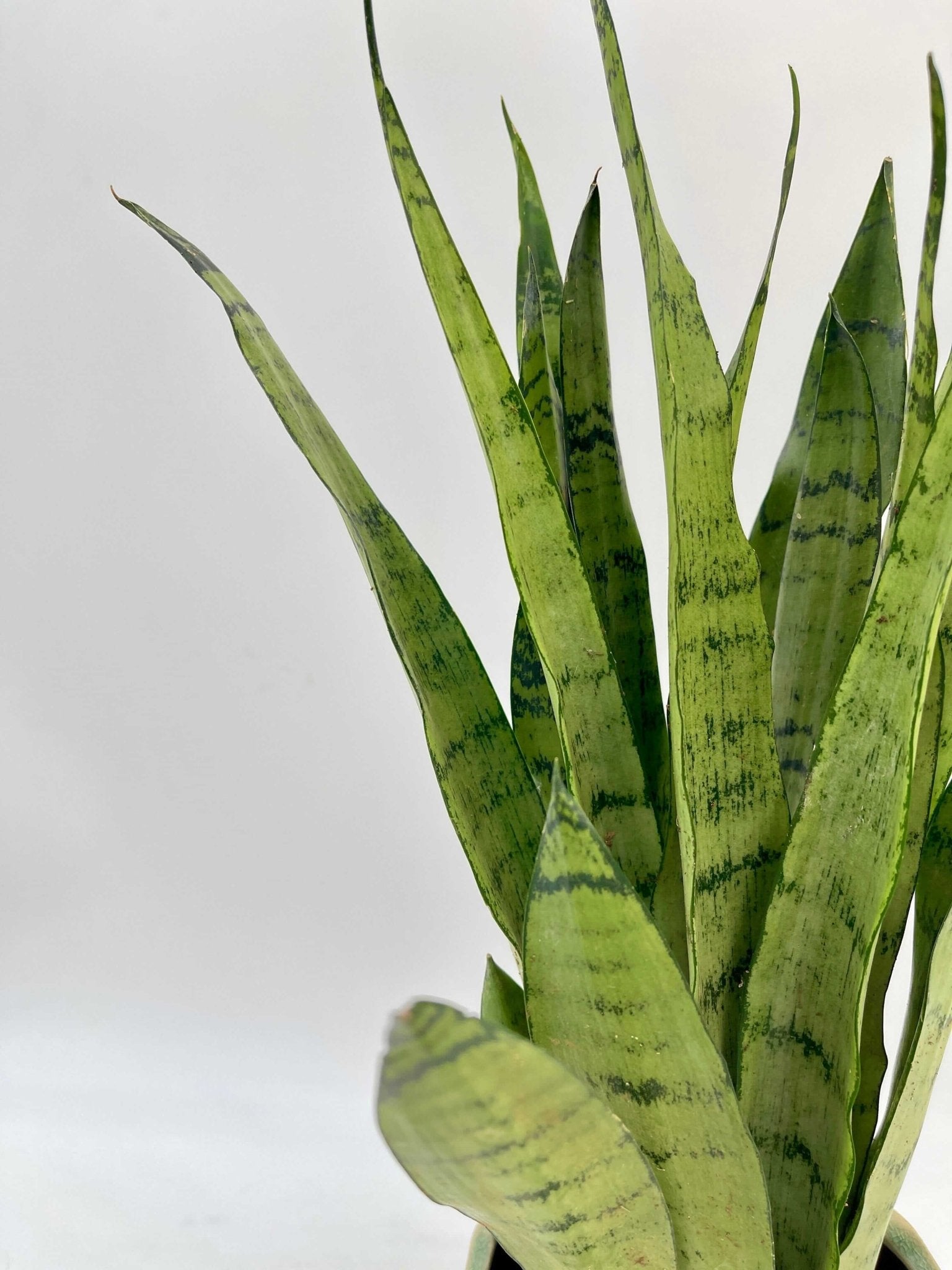 Sansevieria Trifasciata Spearmint, Snake Plant, Easy Care Plant, Air purifying plant