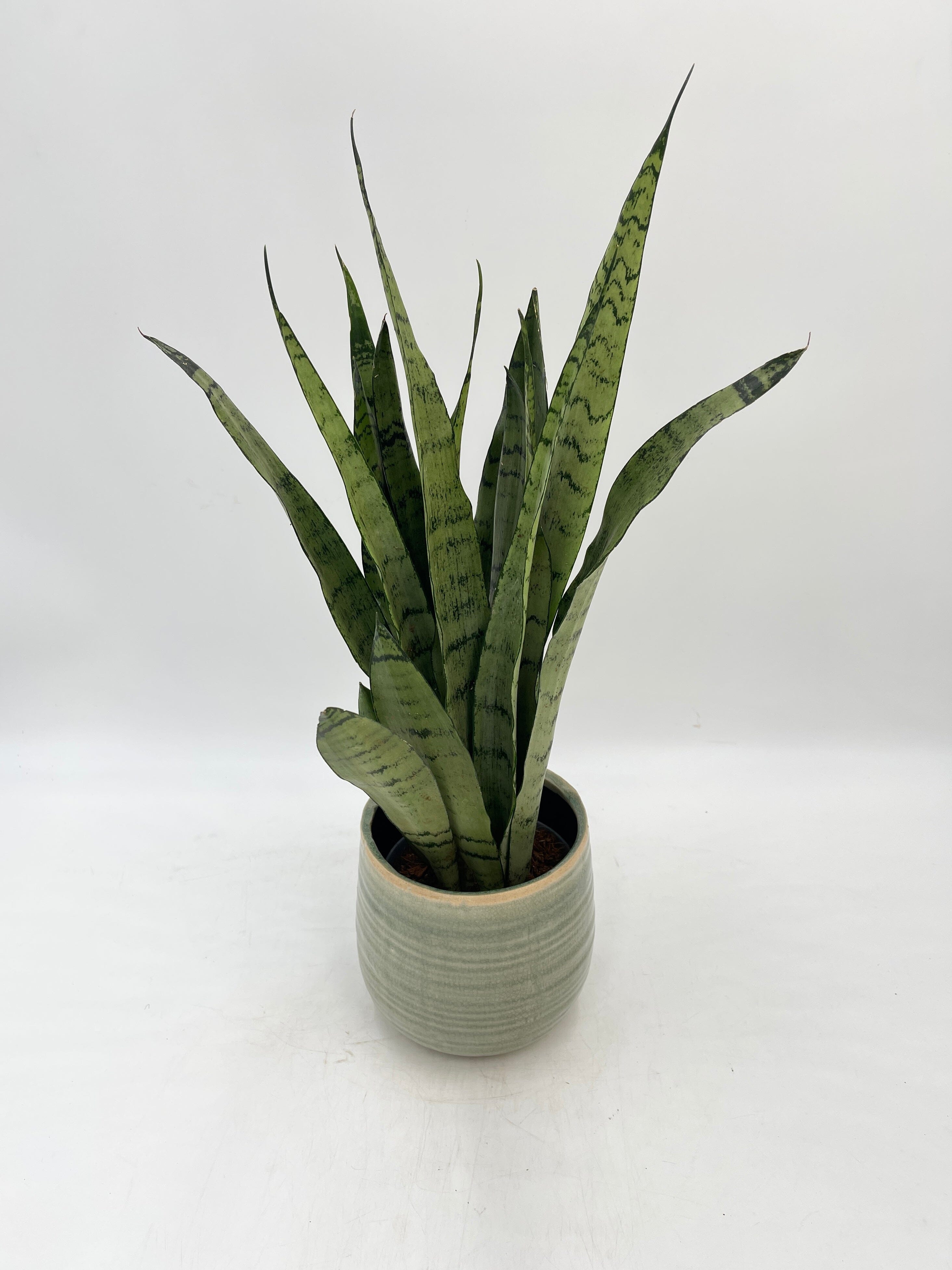 Sansevieria trifasciata Spearmint, Snake Plant