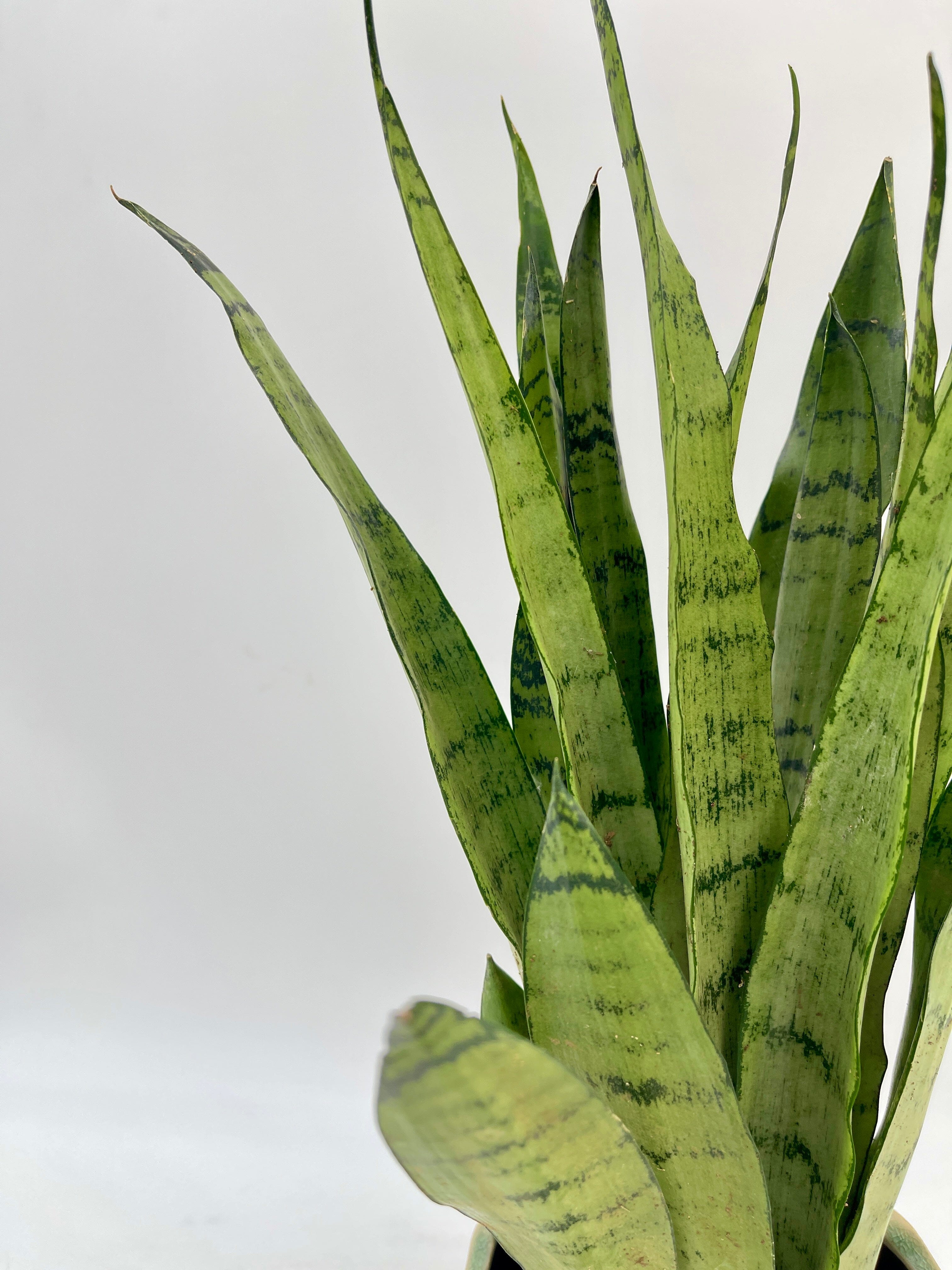 Sansevieria trifasciata Spearmint, Snake Plant