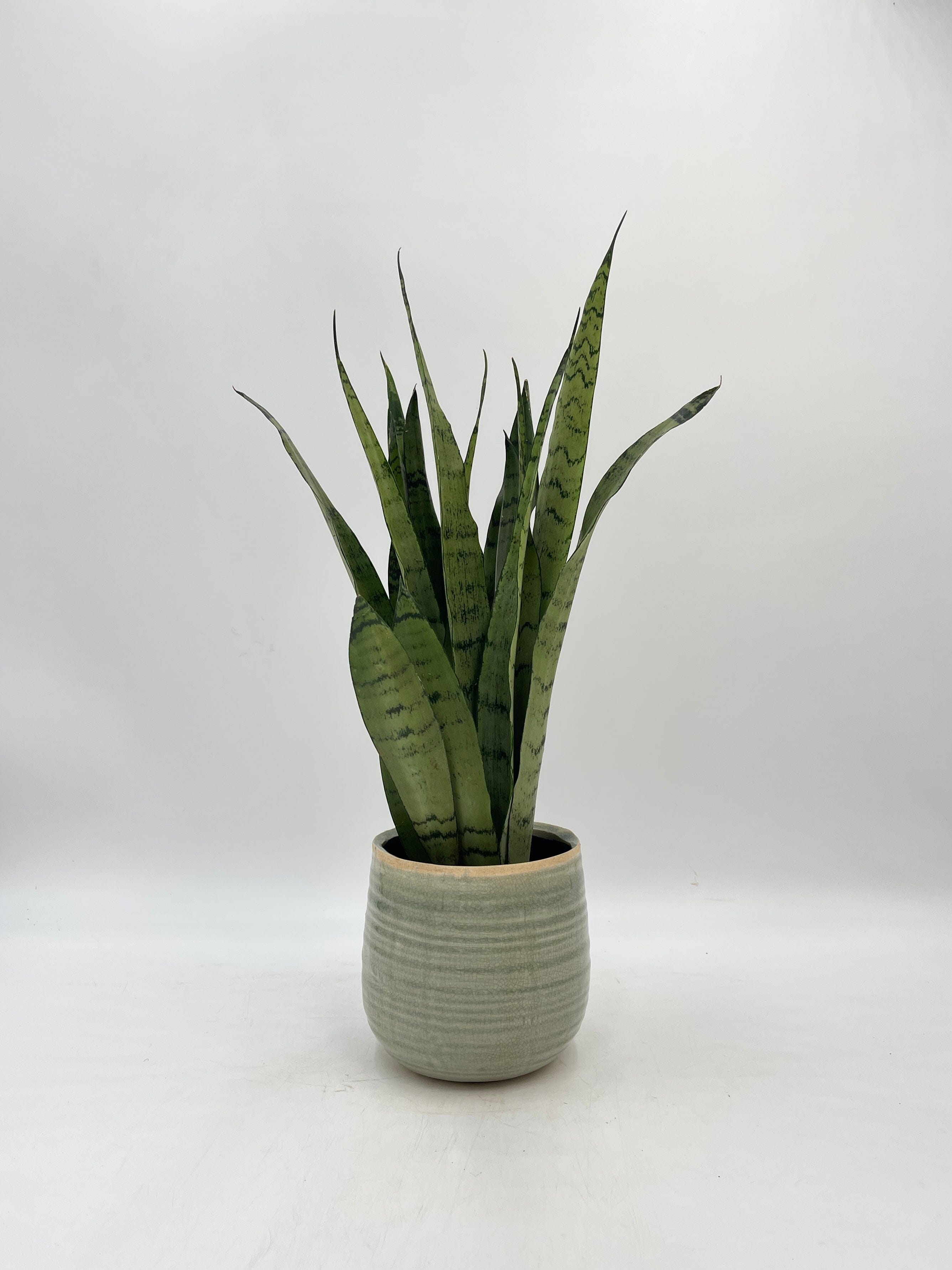 Sansevieria trifasciata Spearmint, Snake Plant