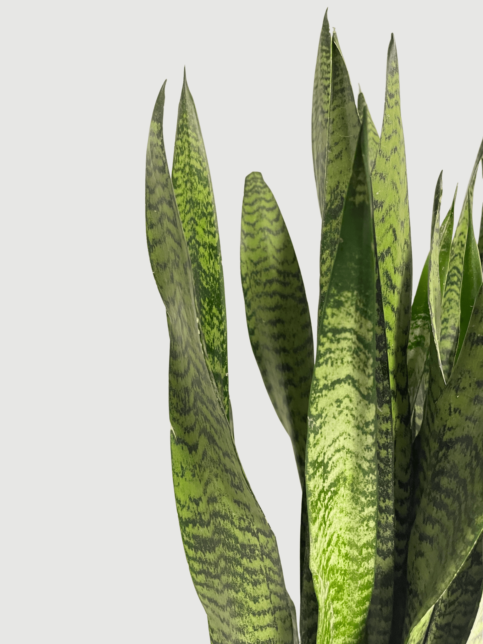 Large Snake Plant - Sansevieria Zeylanica | 70-80cm - Rebel Plants London