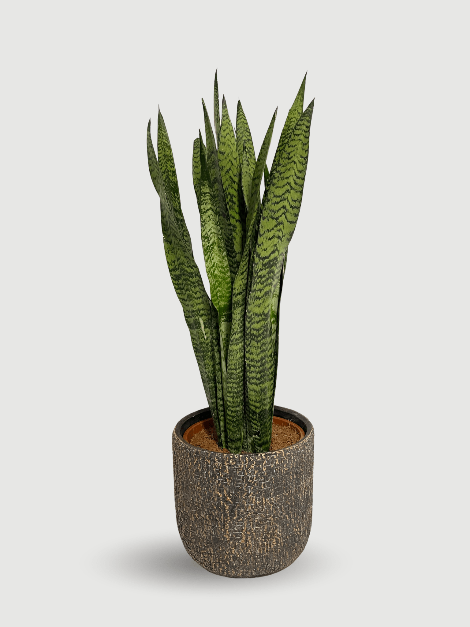 Large Snake Plant - Sansevieria Zeylanica | 70-80cm - Rebel Plants London