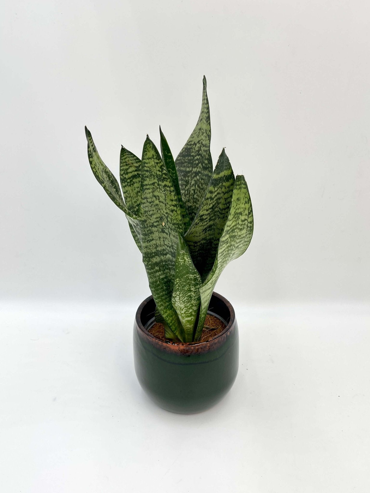 Sansevieria Zeylanica, Snake Plant, Easy Care Houseplant, Air purifying plant