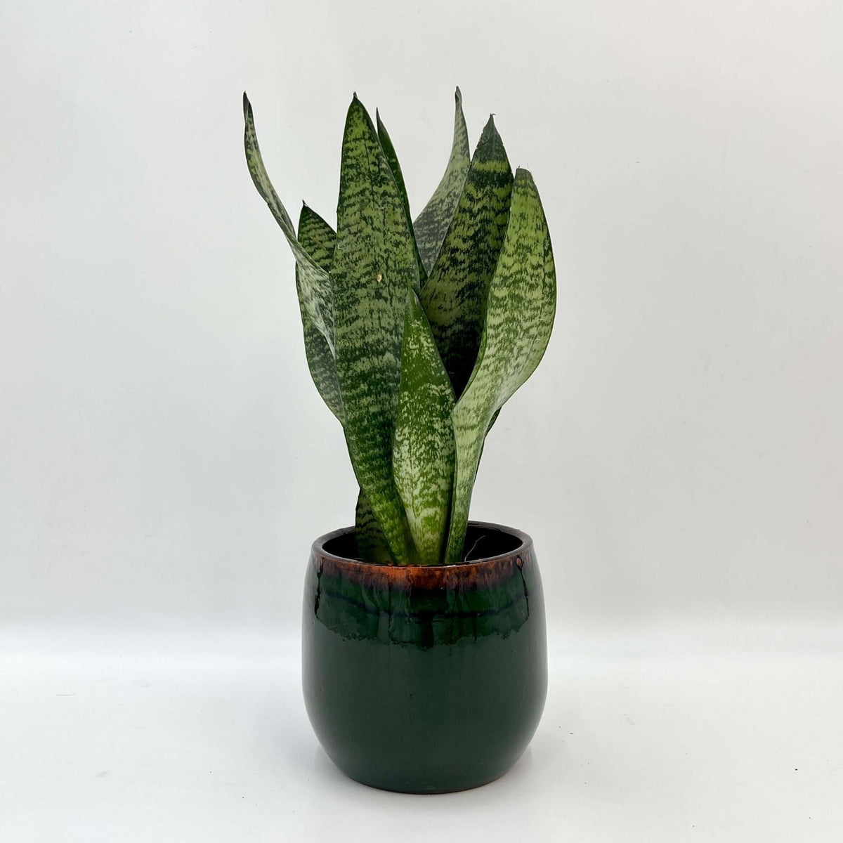sansevieria zeylanica care Sansevieria Zeylanica - Snake Plant