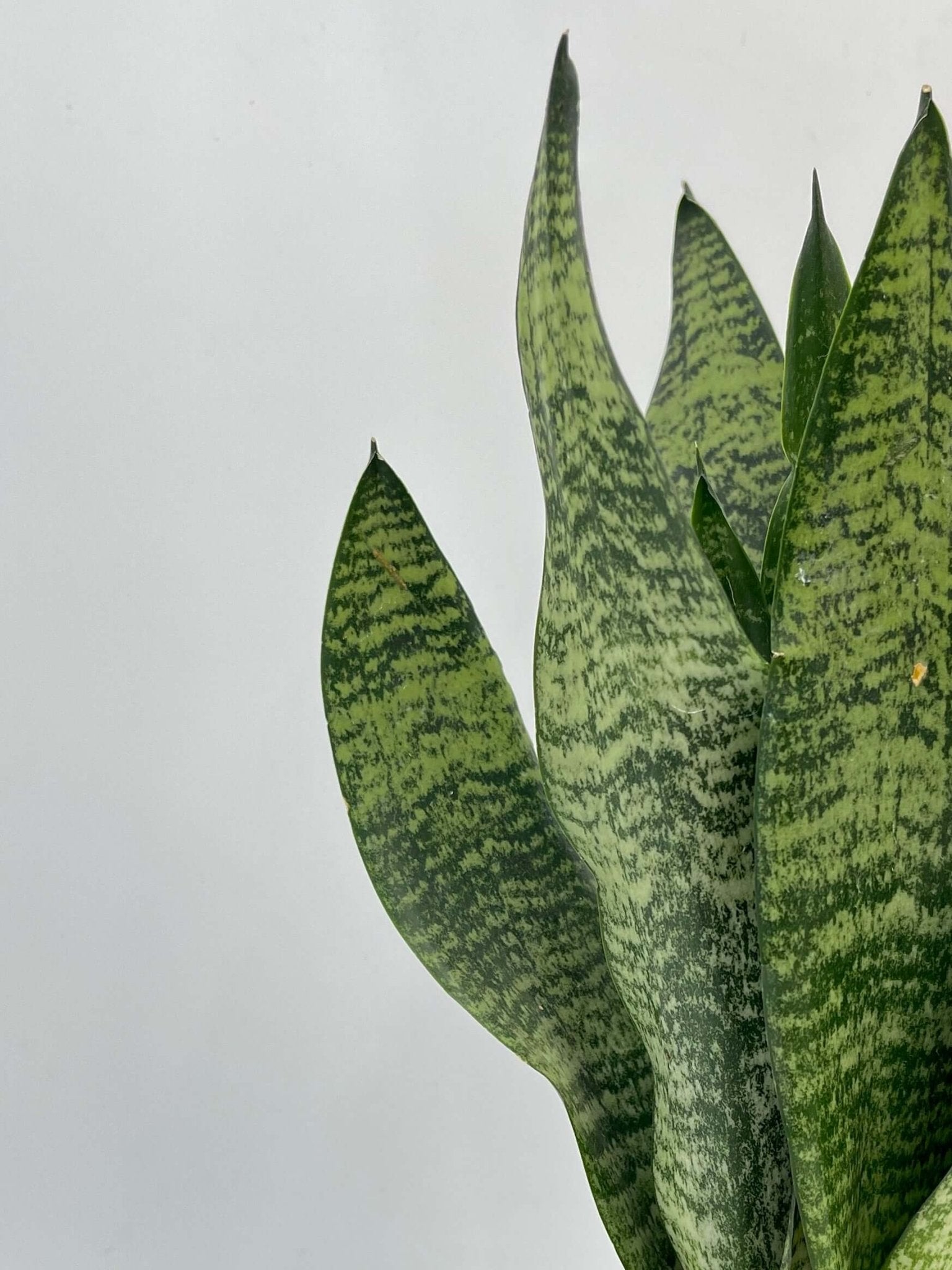 Sansevieria Zeylanica, Snake Plant, Easy Care Houseplant, Air purifying plant