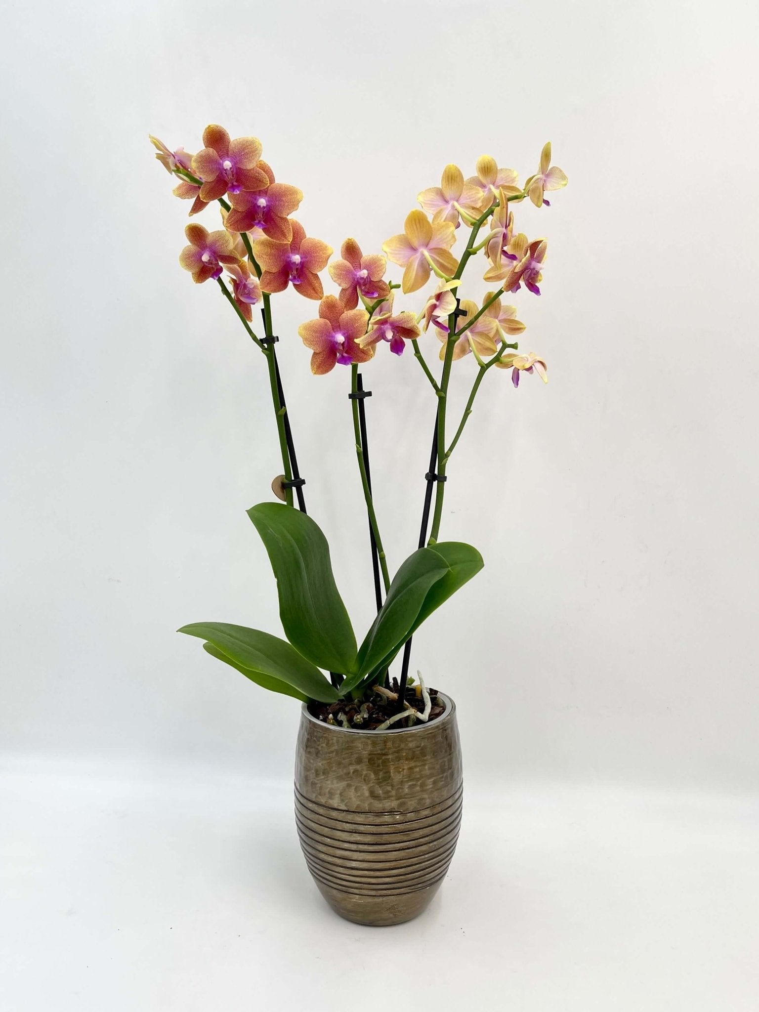 Scented Bolgheri Orchid in Fabio Brass Pot, Plant with Pot, The Ultimate Gift