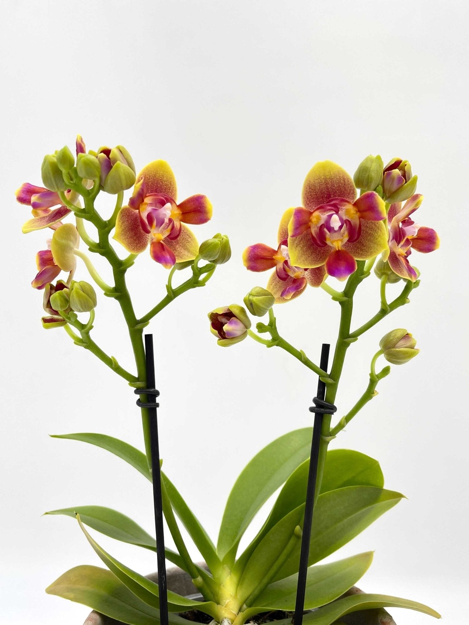 Scented Phalaenopsis, Peloric, Limited Edition, 3 lips