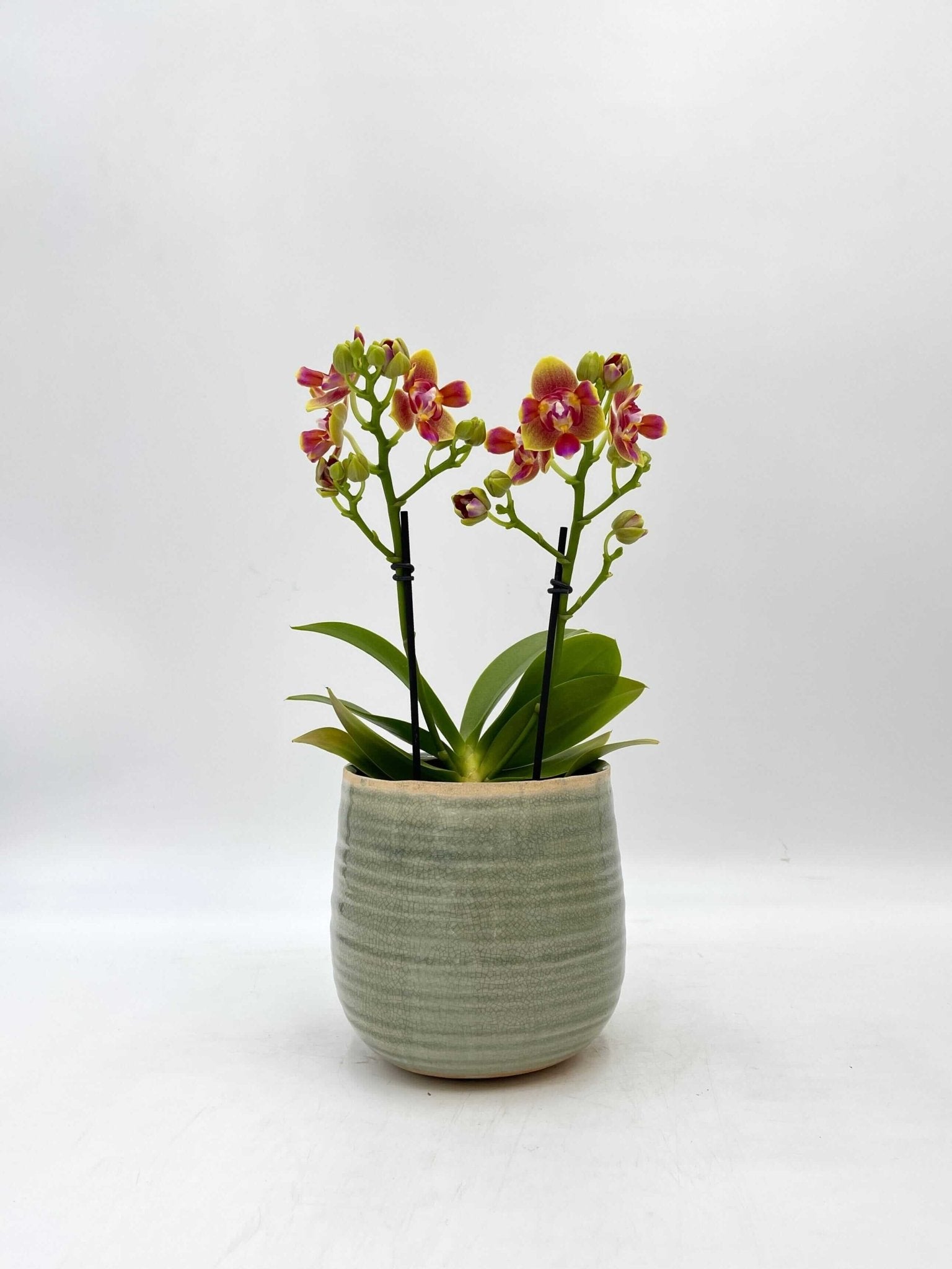Scented Phalaenopsis, Peloric, Limited Edition, 3 lips