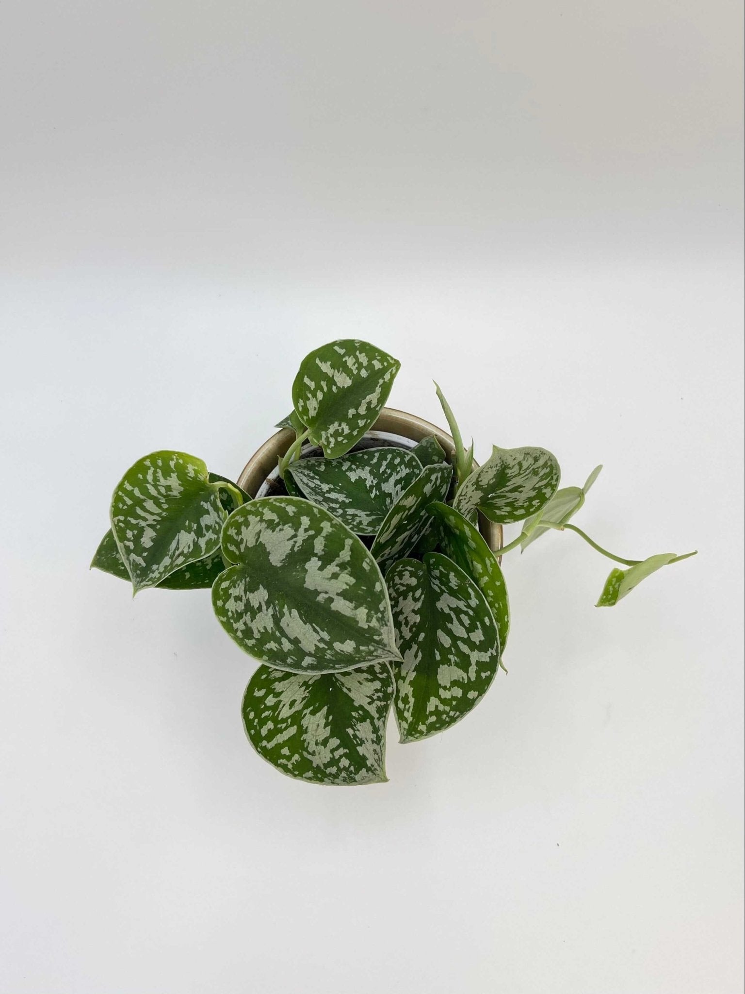 Scindapsus Pictus Argyraeus, Satin Pothos, 12cm - 14cm, Trailing House Plant