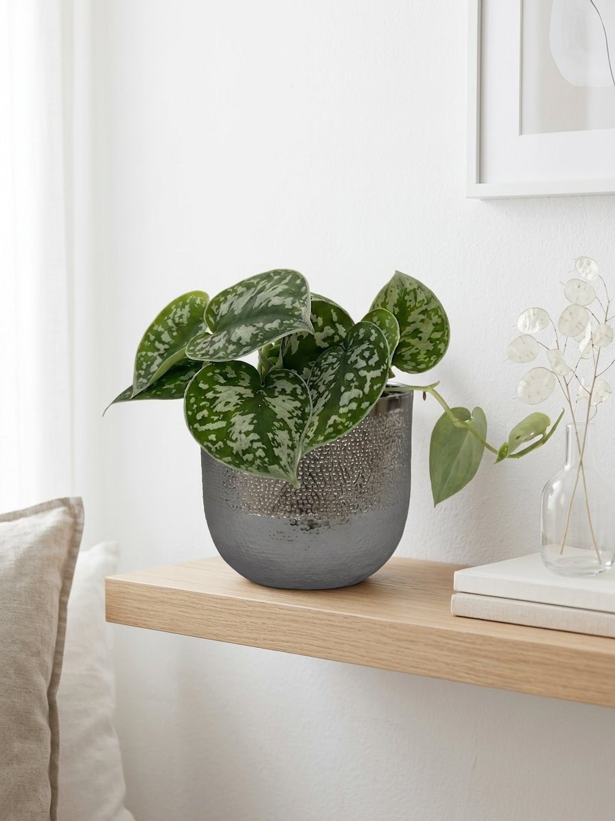 Scindapsus Pictus Argyraeus, Satin Pothos,Trailing House Plant - Rebel Plants