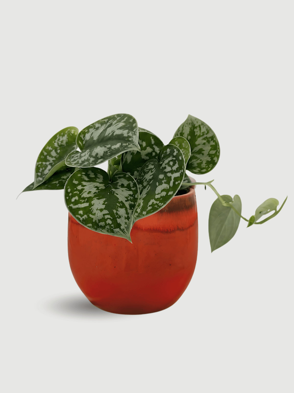 Scindapsus Pictus Argyraeus, Satin Pothos,Trailing House Plant - Rebel Plants