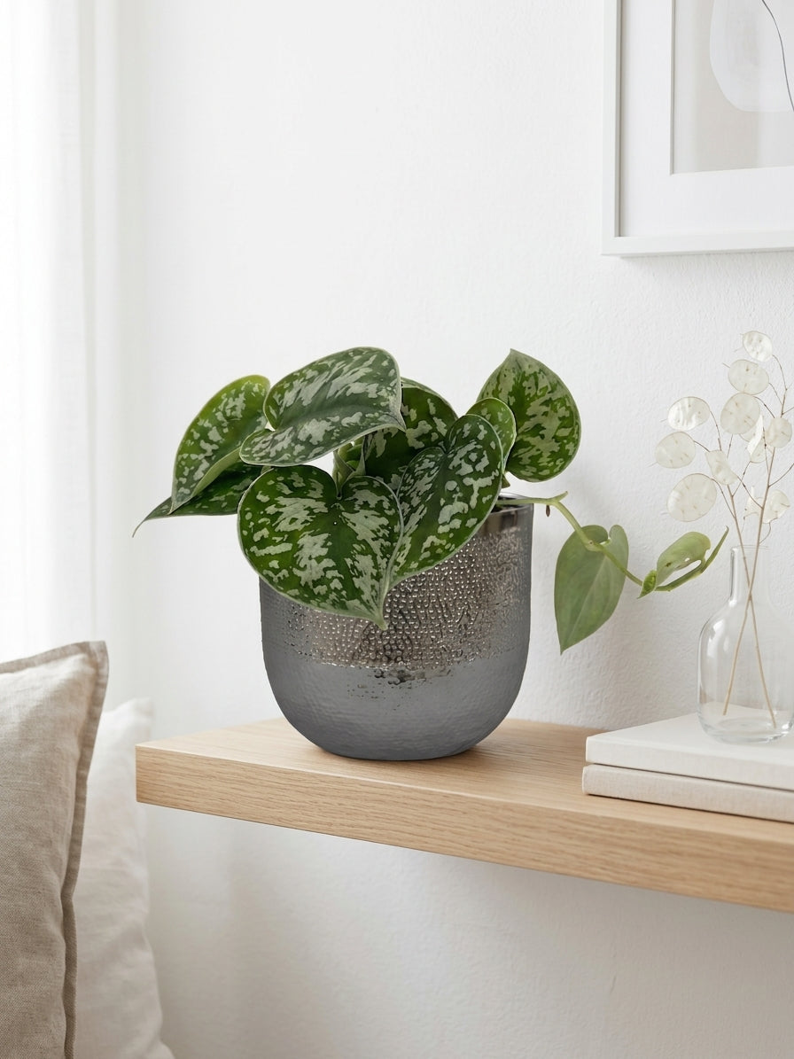 Scindapsus Pictus Argyraeus, Satin Pothos,Trailing House Plant